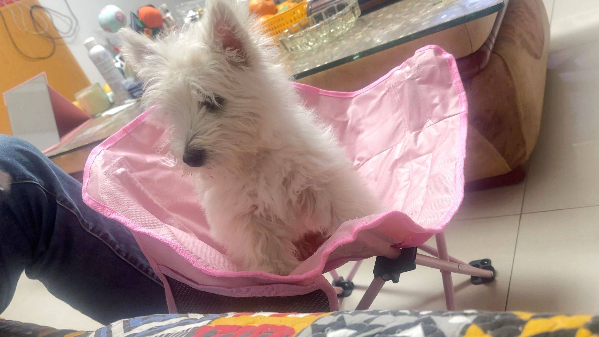 小狗  毛茸茸日常  萌萌坐姿  