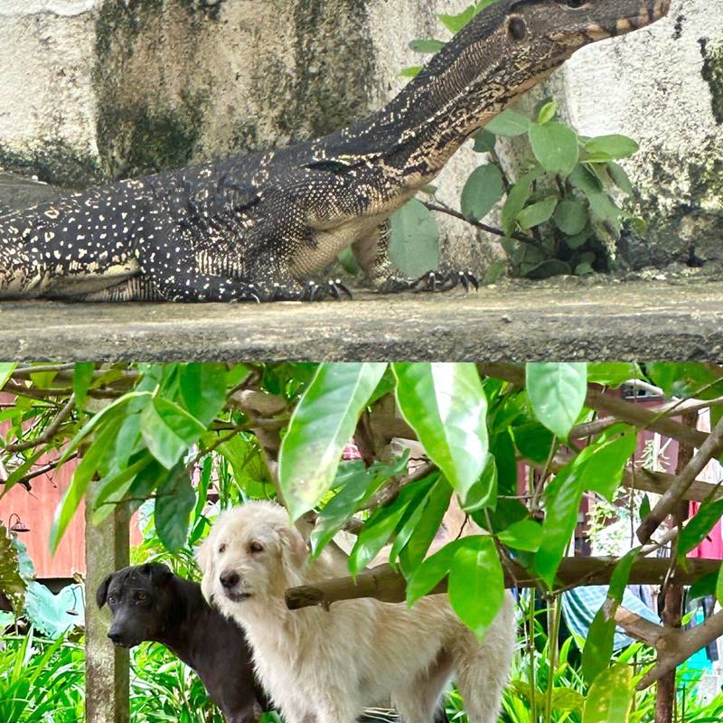 曼谷|闹市旁的隐秘水路,误入野生巨蜥地盘🦎_2