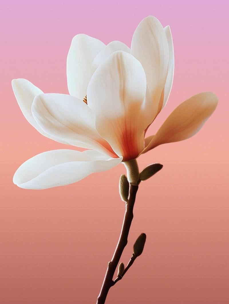 国际劳动|妇女节