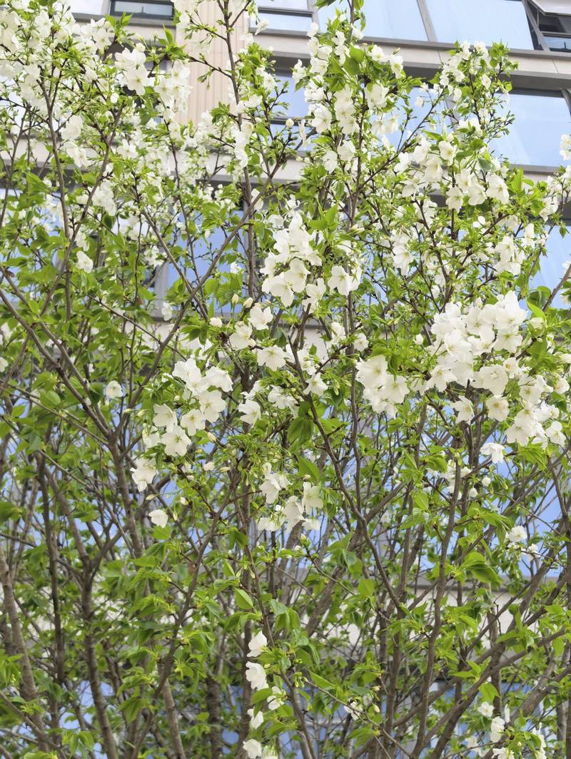 春天的浪漫,是楼下这一树梨花给的🌸