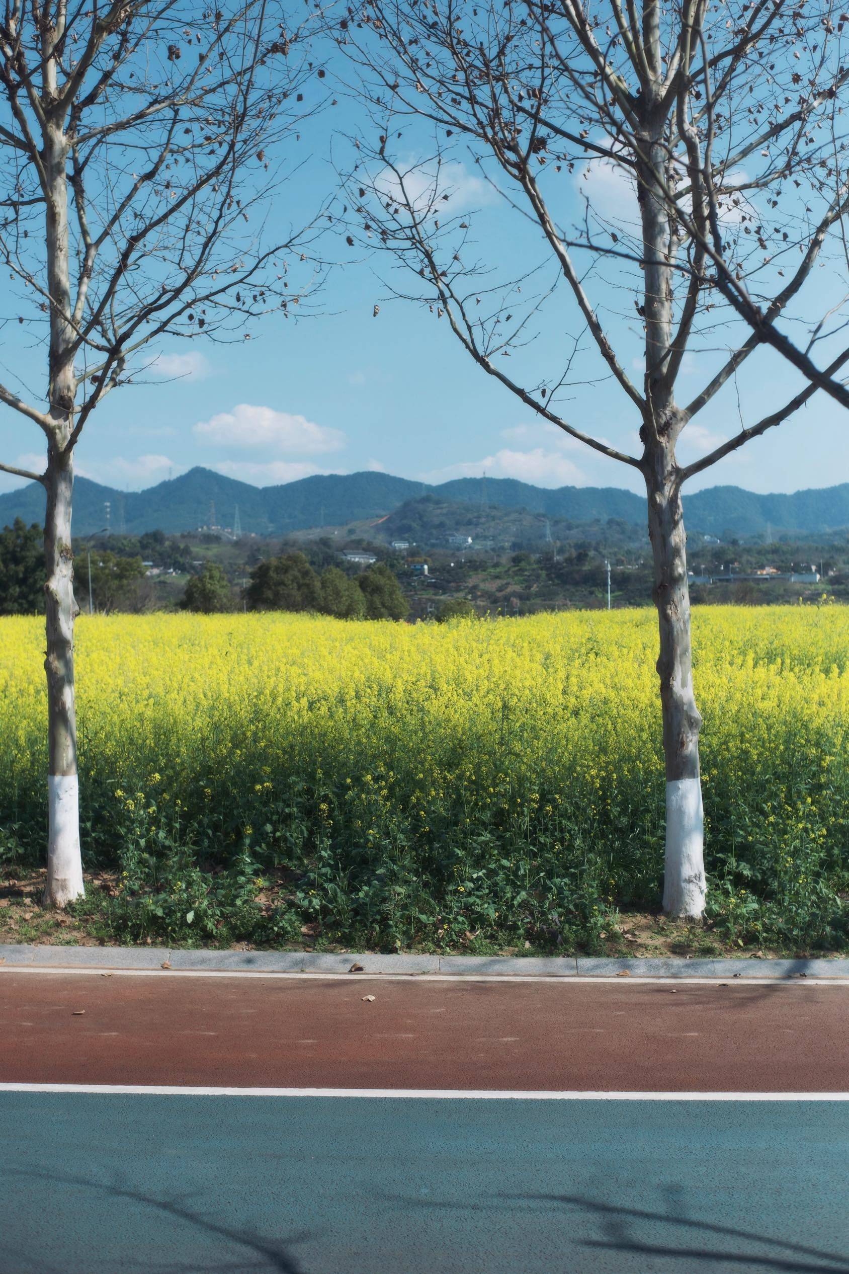 看春里的 油菜花