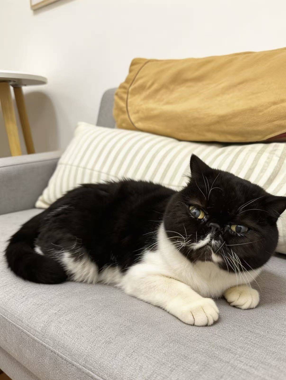 奶牛加菲找领养