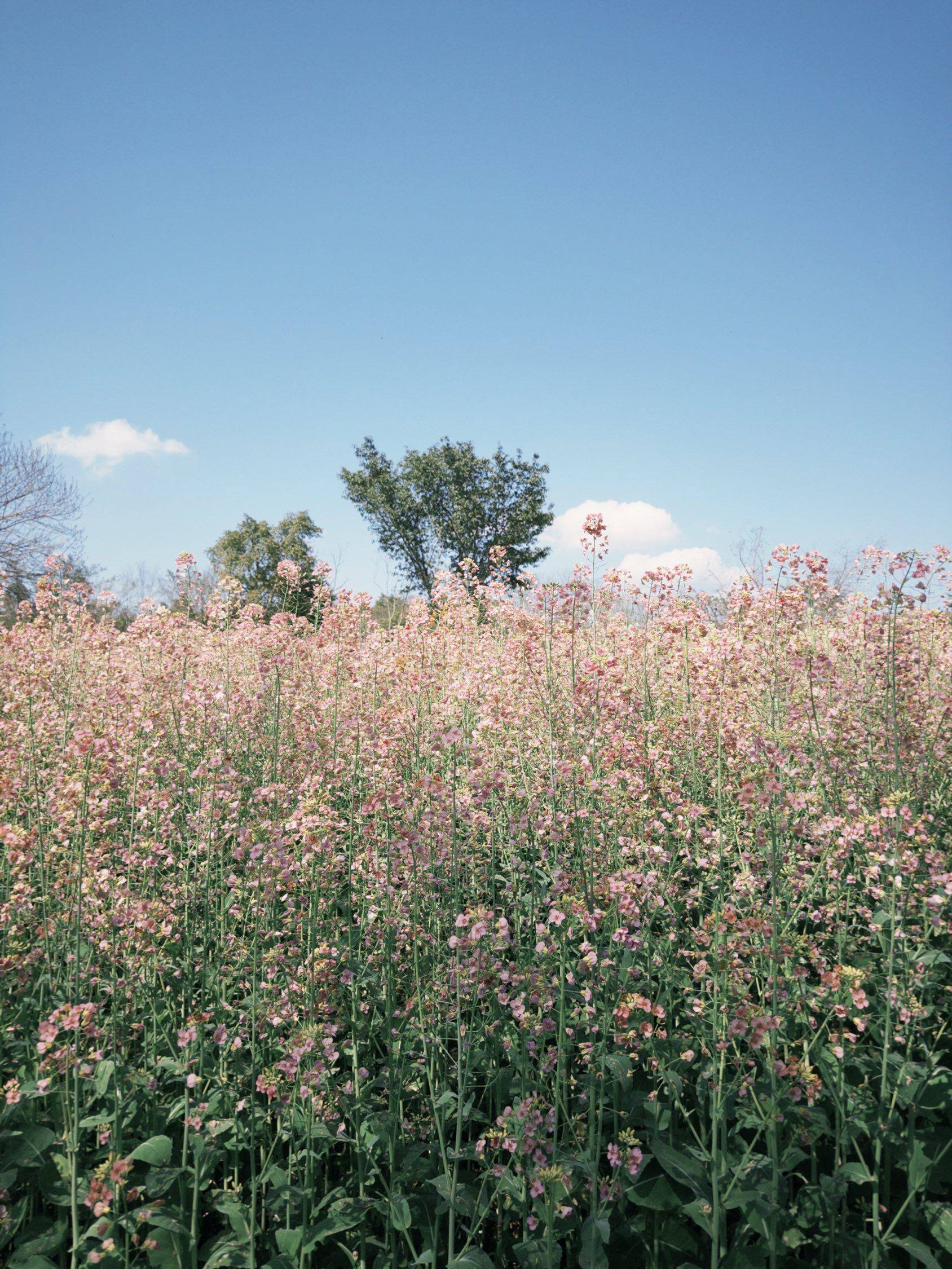 看春里的 油菜花_1