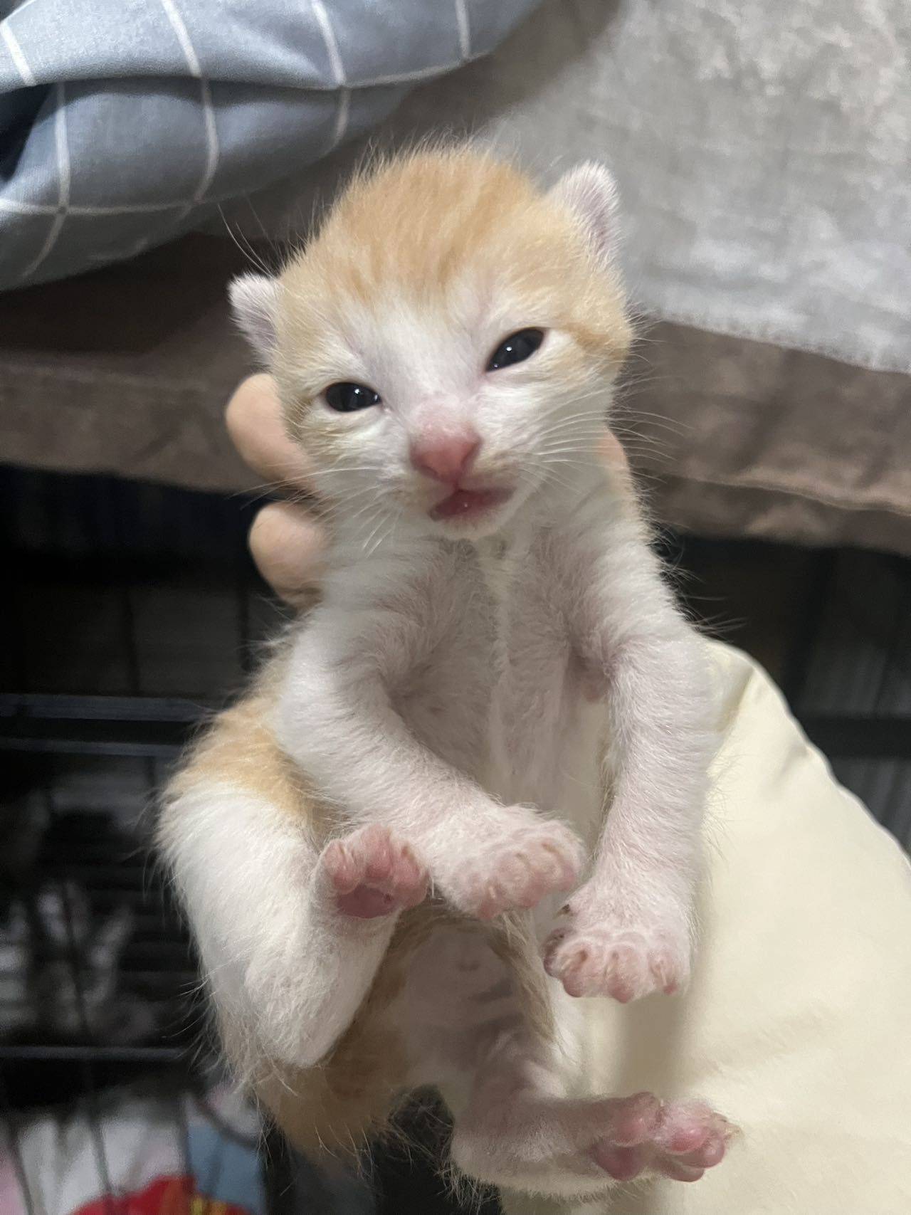 小奶猫无偿预定领养啦～_1