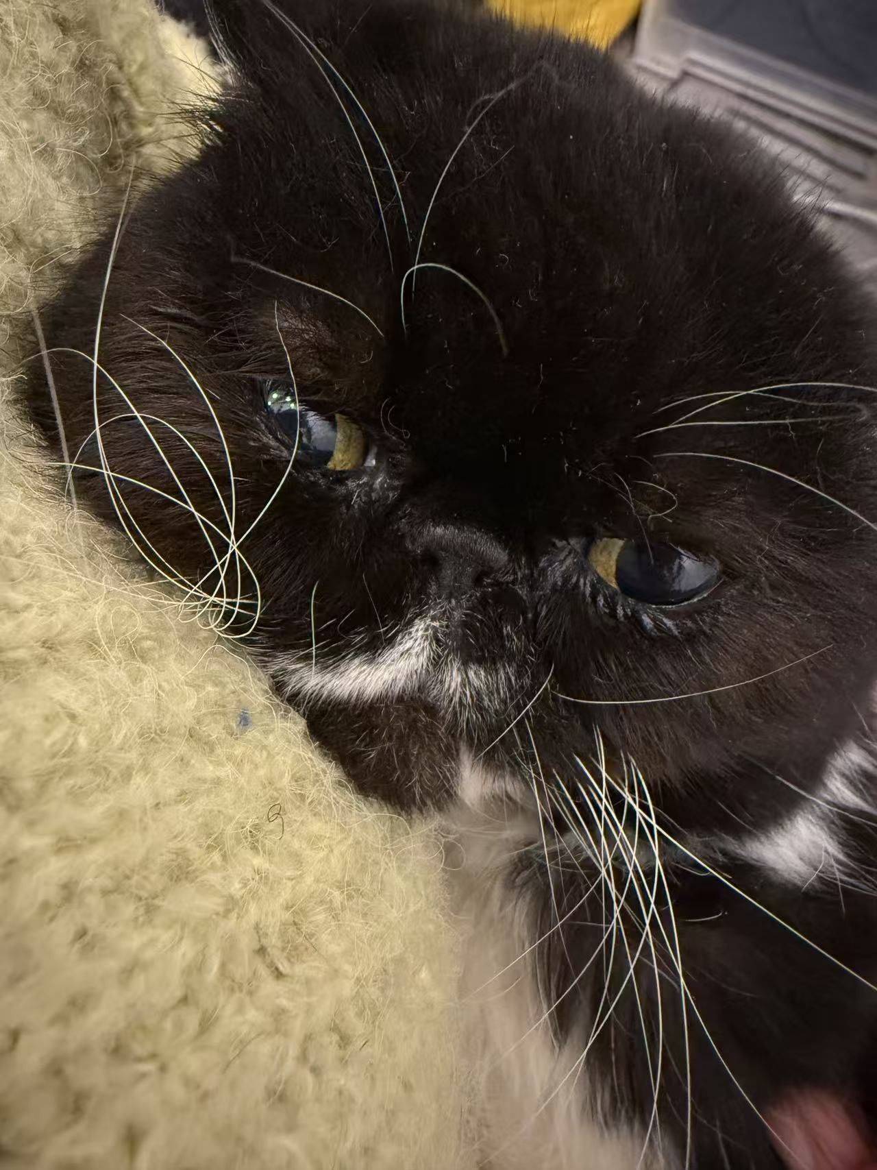 奶牛加菲找领养_1