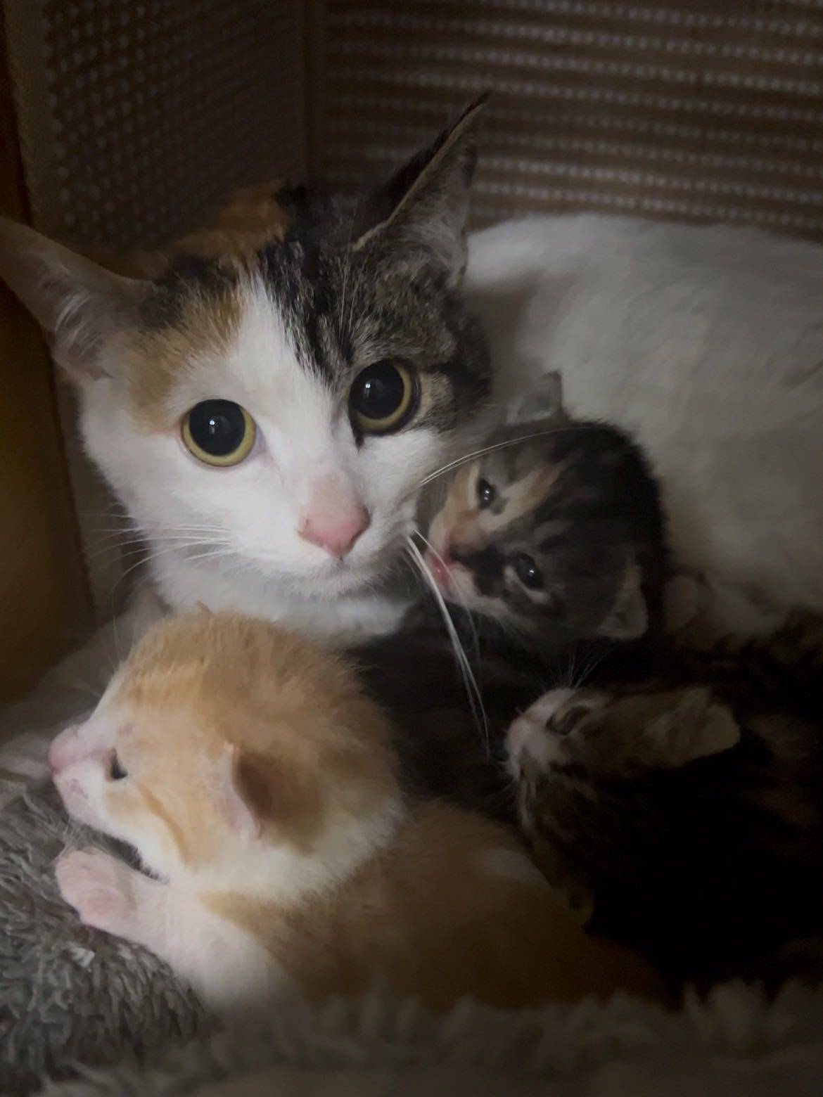 小奶猫无偿预定领养啦～_2