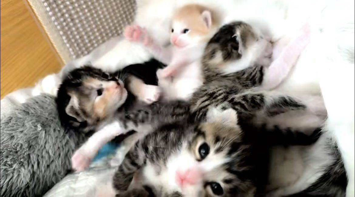 小奶猫无偿预定领养啦～