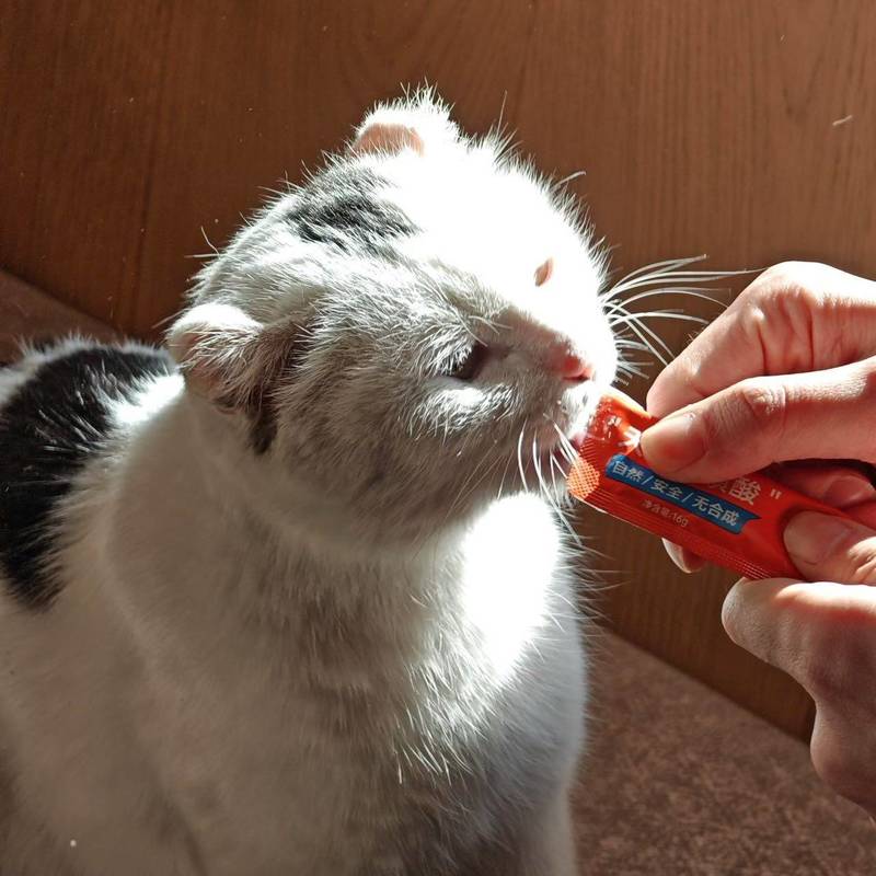 北京无耳小猫找领养 已体检驱虫疫苗绝育_1