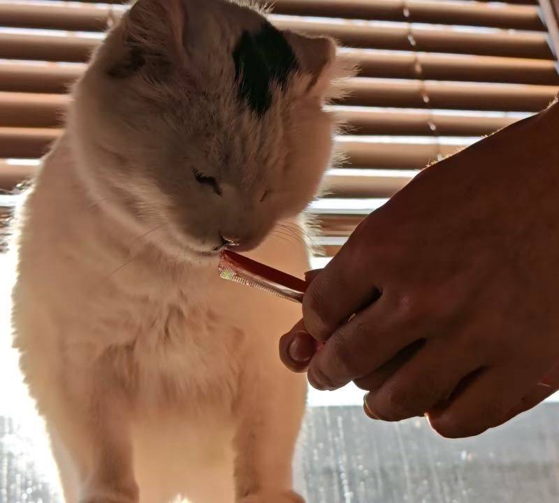 北京无耳小猫找领养 已体检驱虫疫苗绝育_2