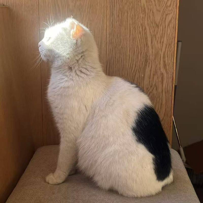 北京无耳小猫找领养 已体检驱虫疫苗绝育_4