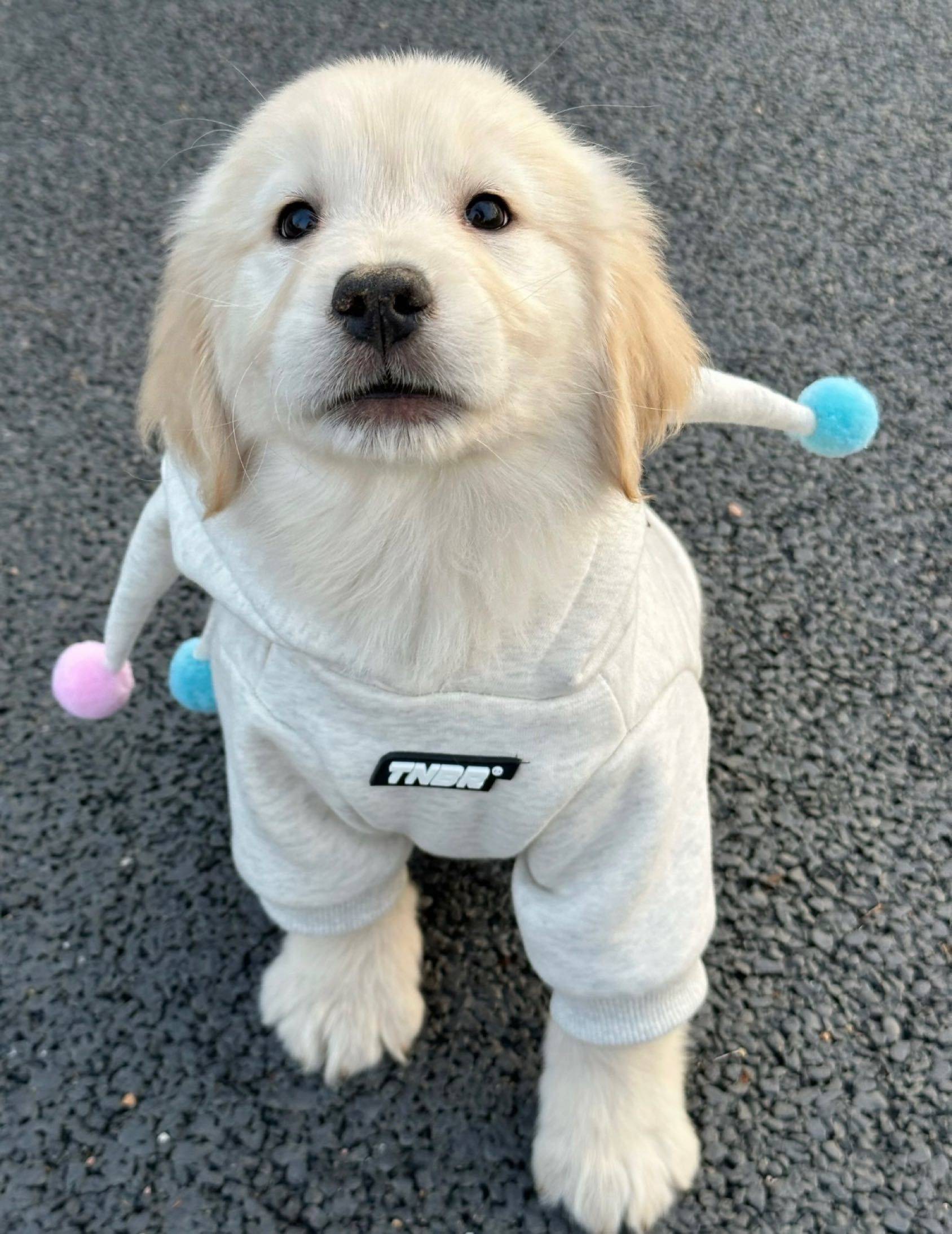 我家萌宠最可爱  毛孩子拯救世界  