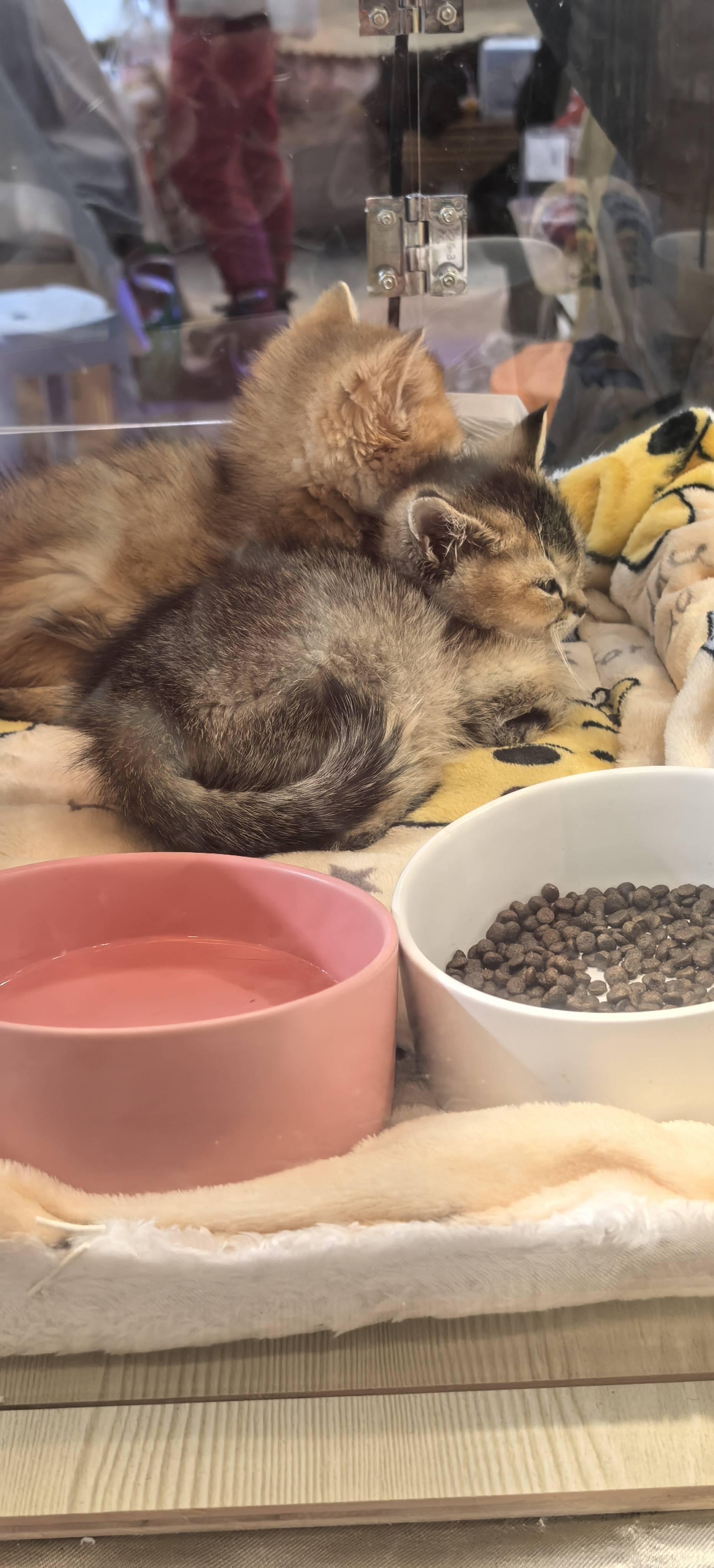 可爱的小奶猫 小奶猫 