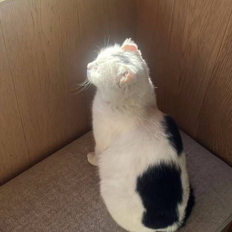 北京无耳小猫找领养 已体检驱虫疫苗绝育_3