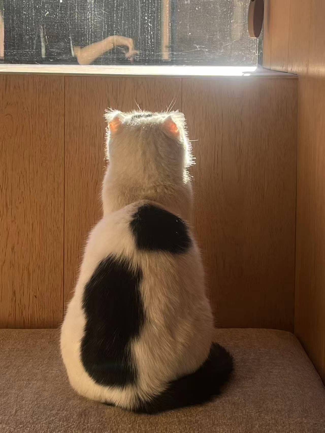 北京无耳小猫找领养 已体检驱虫疫苗绝育