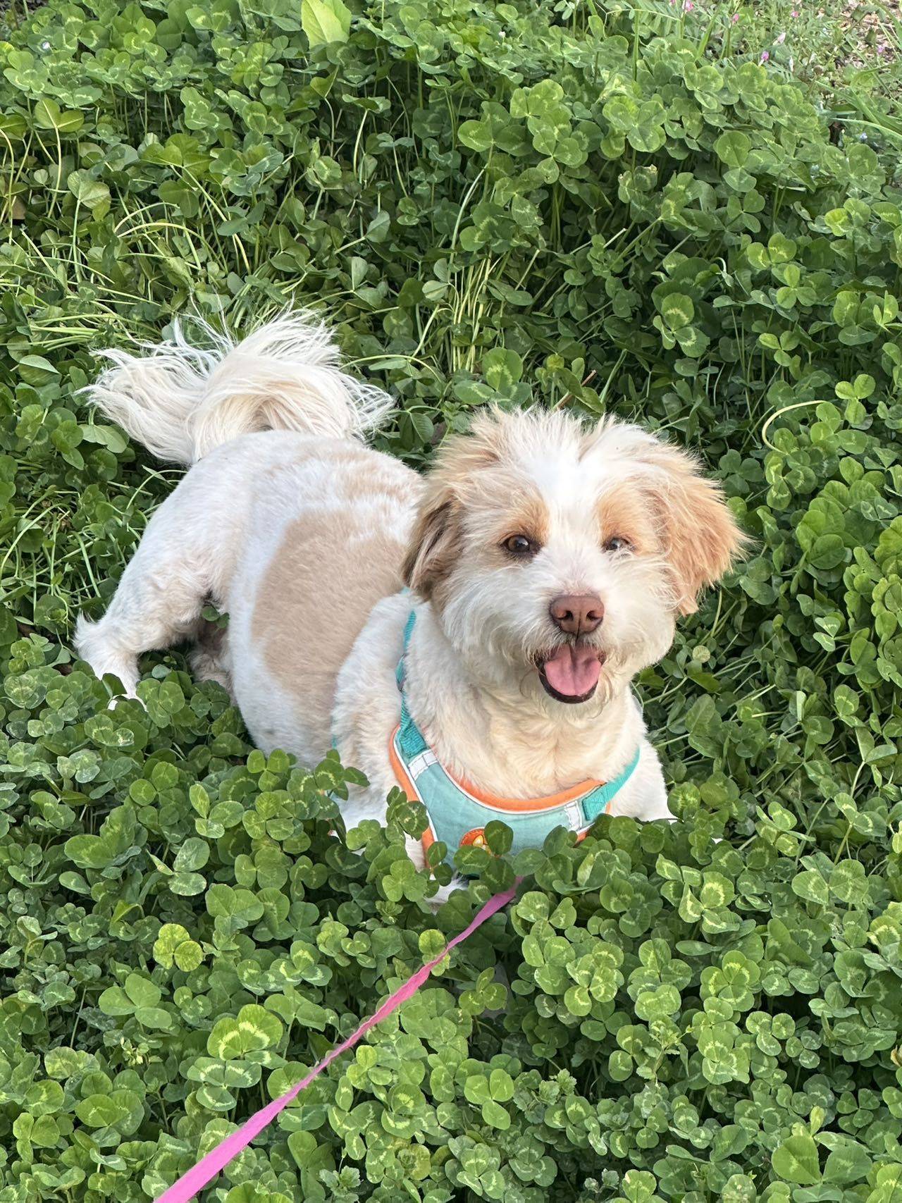 我可太爱我的小露台了！_3