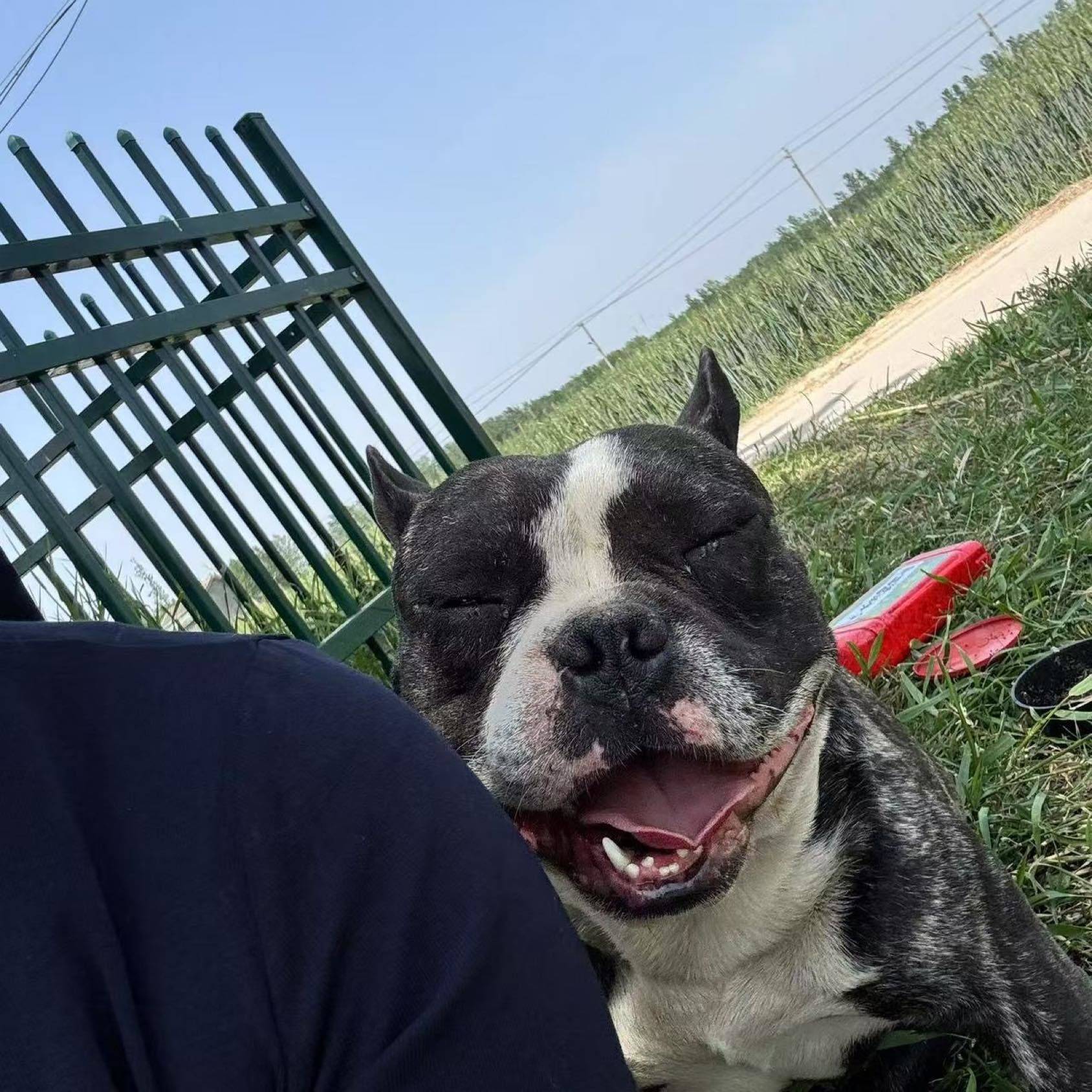 我家萌宠最可爱  户外玩家  草地