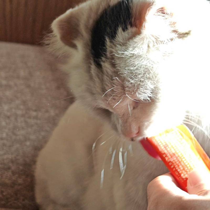 北京无耳小猫找领养 已体检驱虫疫苗绝育_0