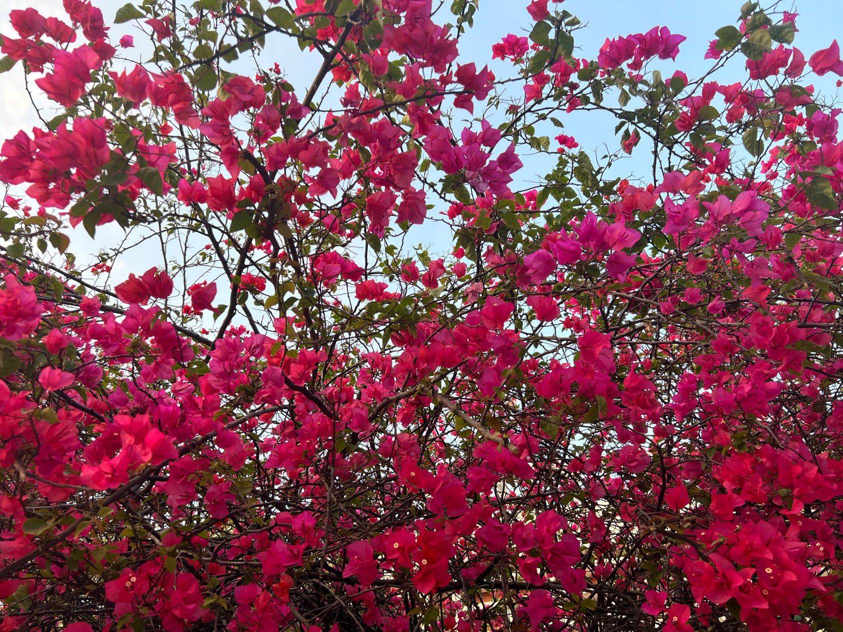 花
