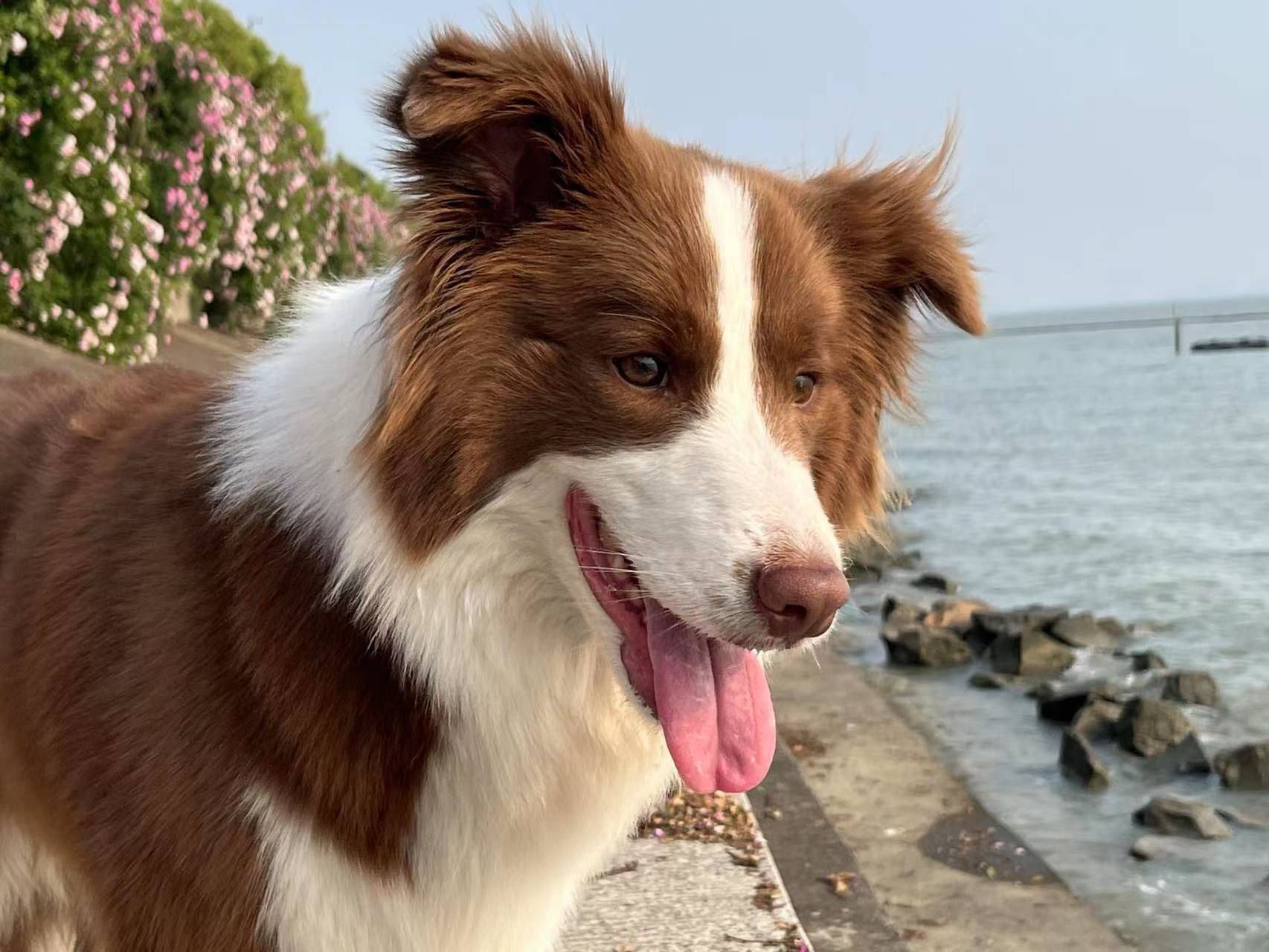 边牧妹妹待领养_1