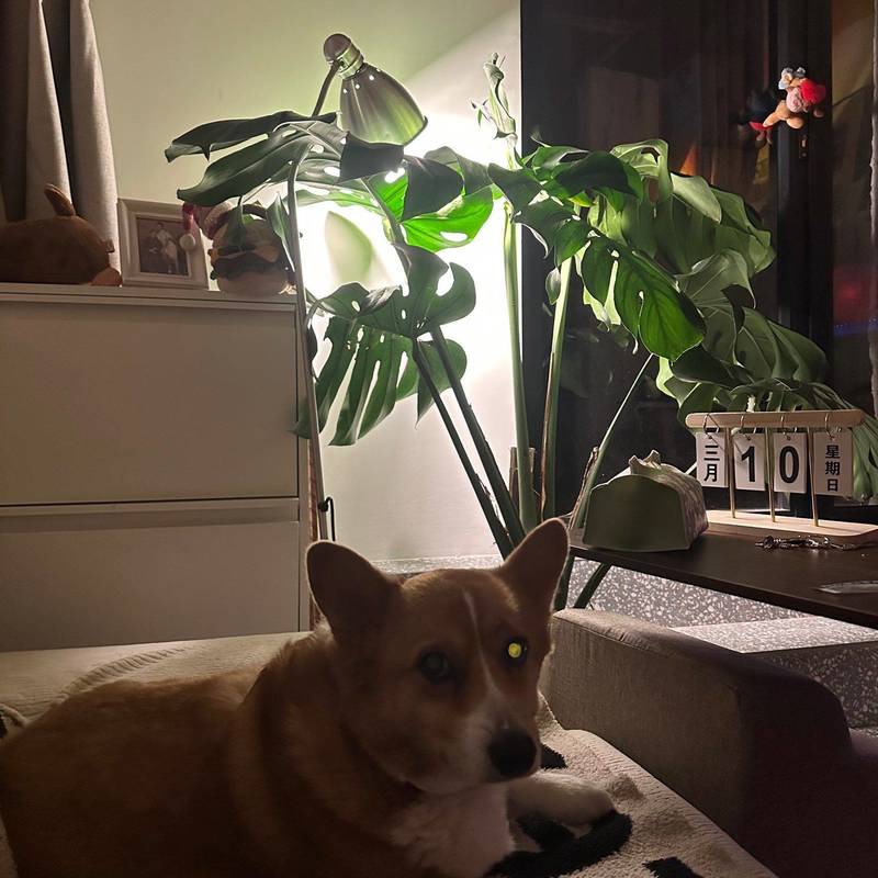 这里原本是个平平无奇的老洋房,但我们想把_2