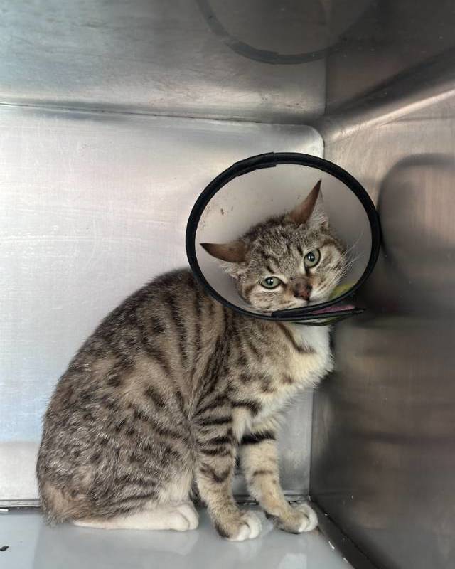 小流浪找家啦_1