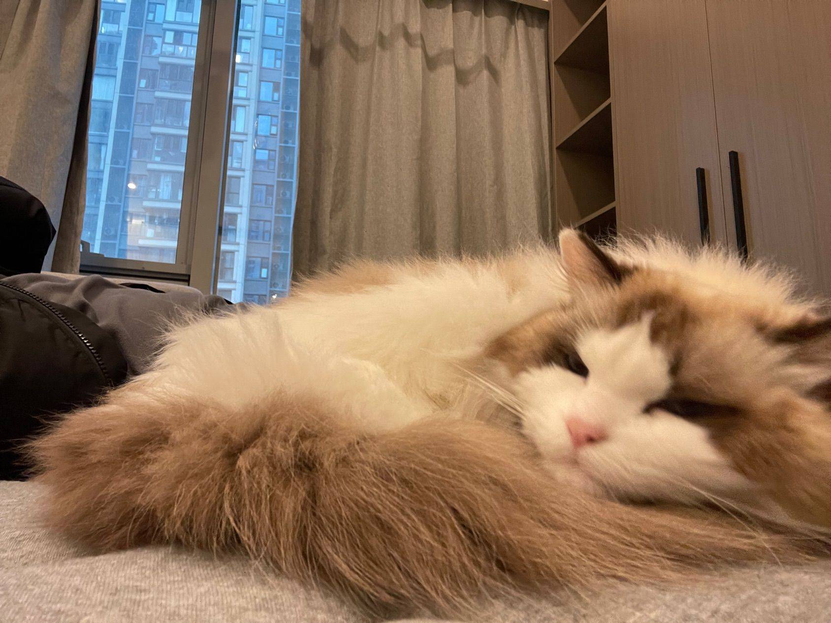 公寓里捡到的小猫猫 猫咪  毛茸茸 