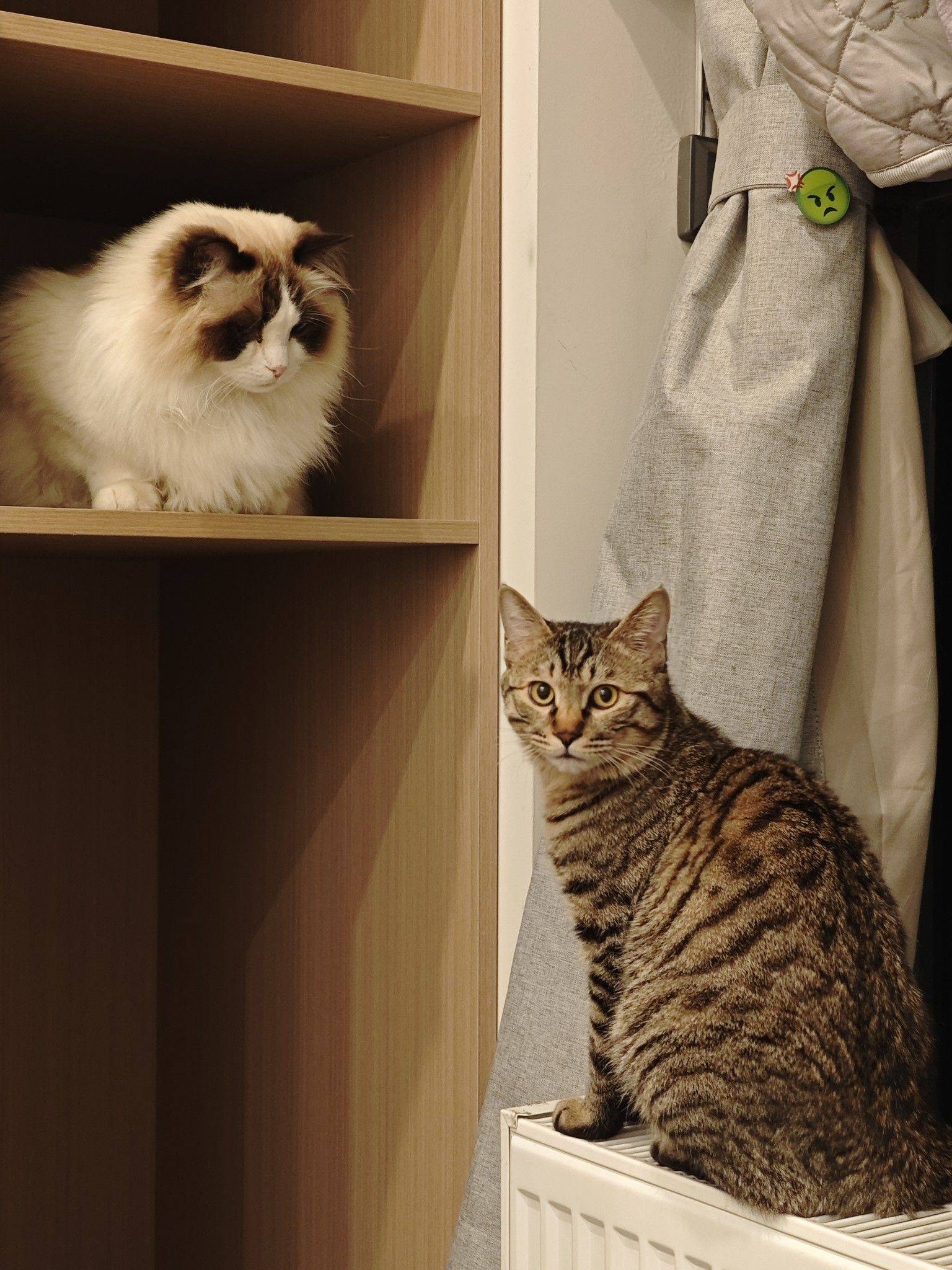 一不留神小虎就长大了，脾气也变好了 毛