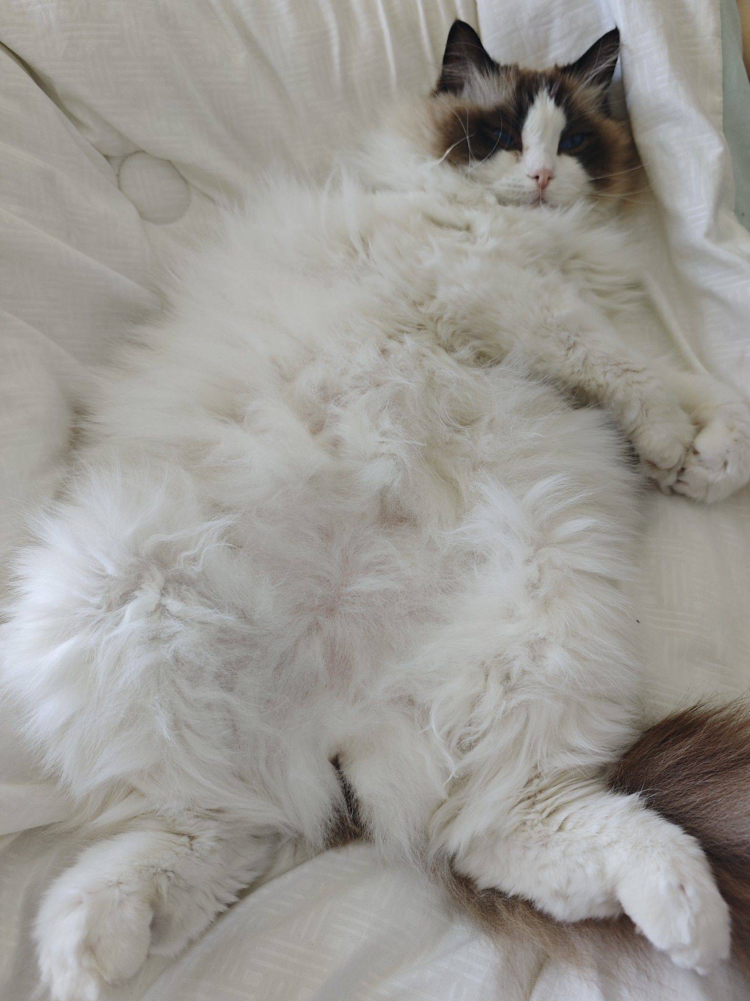 一不留神小虎就长大了，脾气也变好了 毛_1