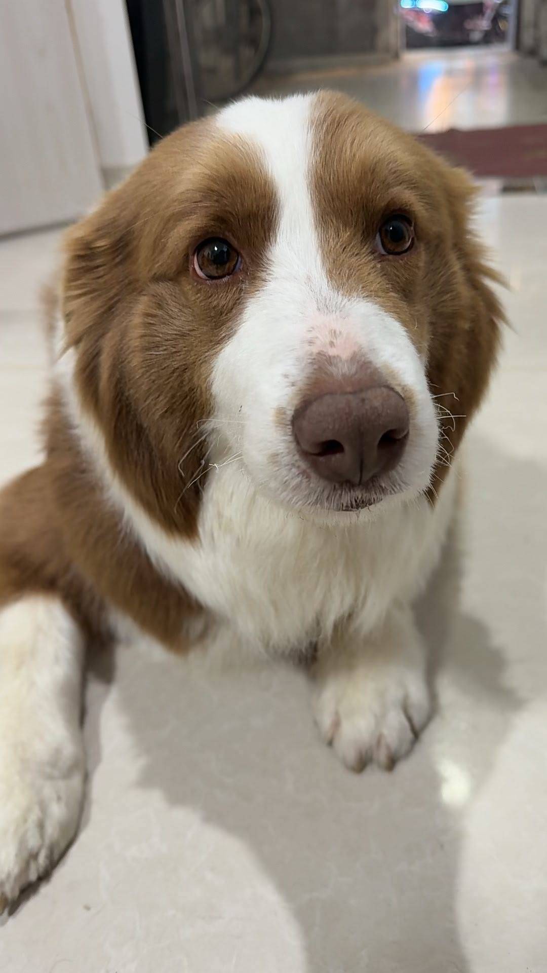 边牧妹妹待领养_2