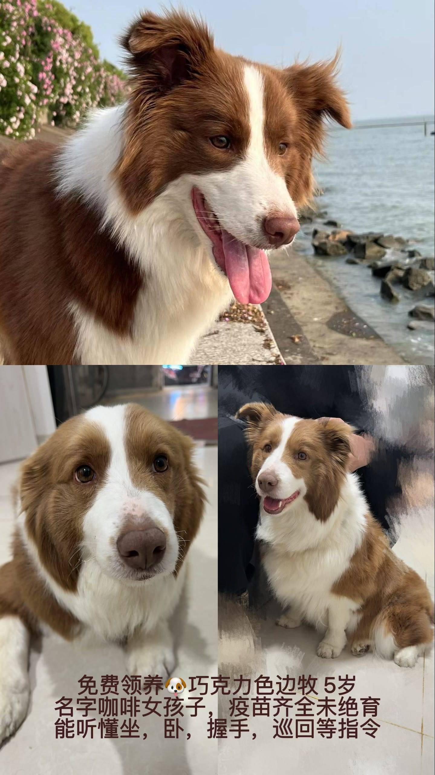 边牧妹妹待领养