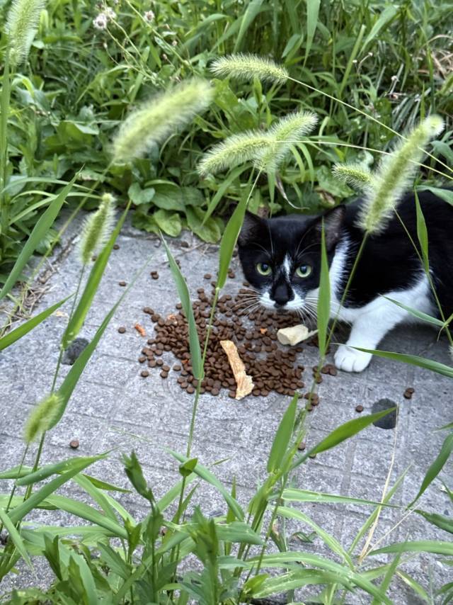 流浪小奶牛找家中