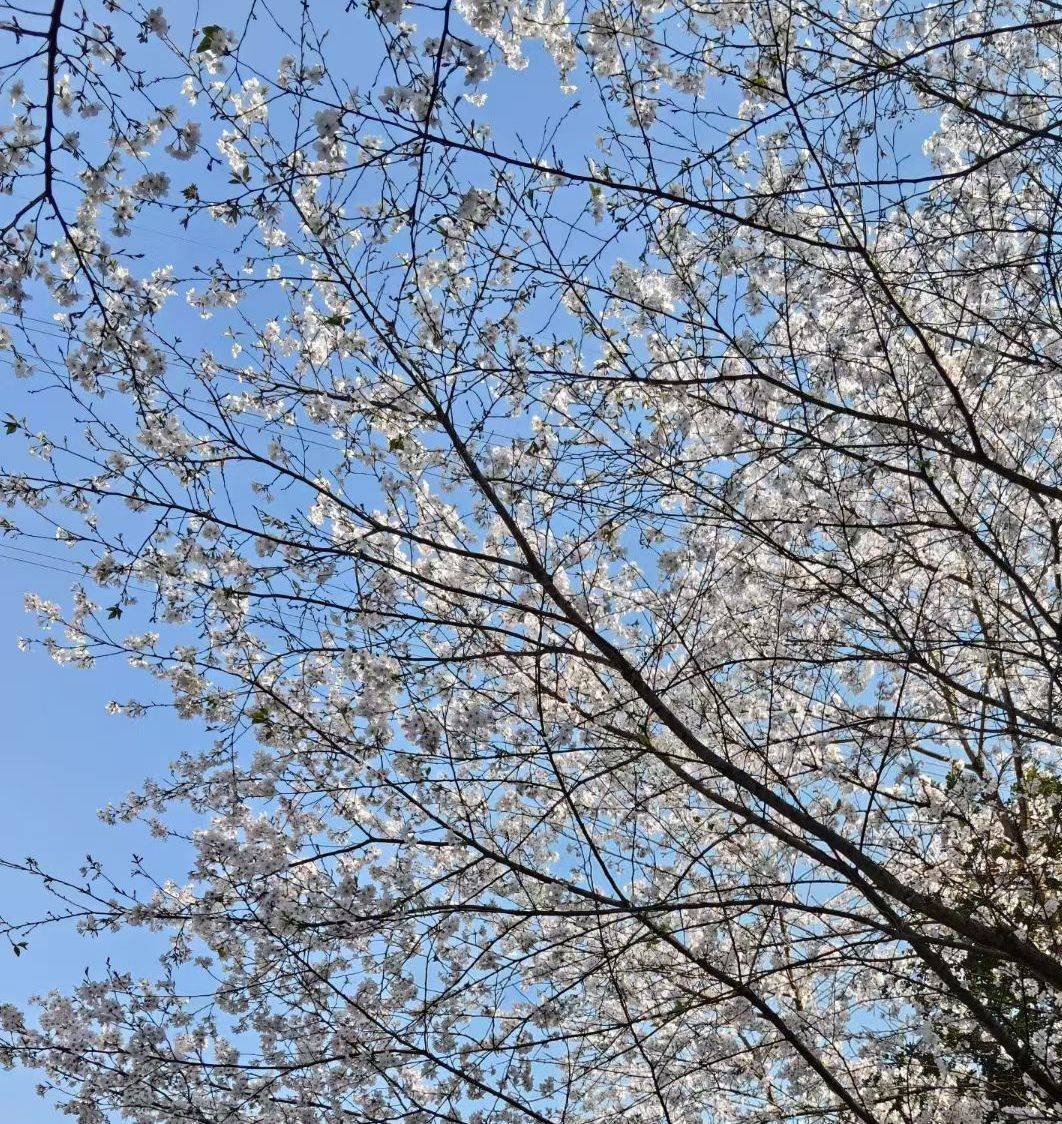春色宜人 春日  花开满枝  树洞