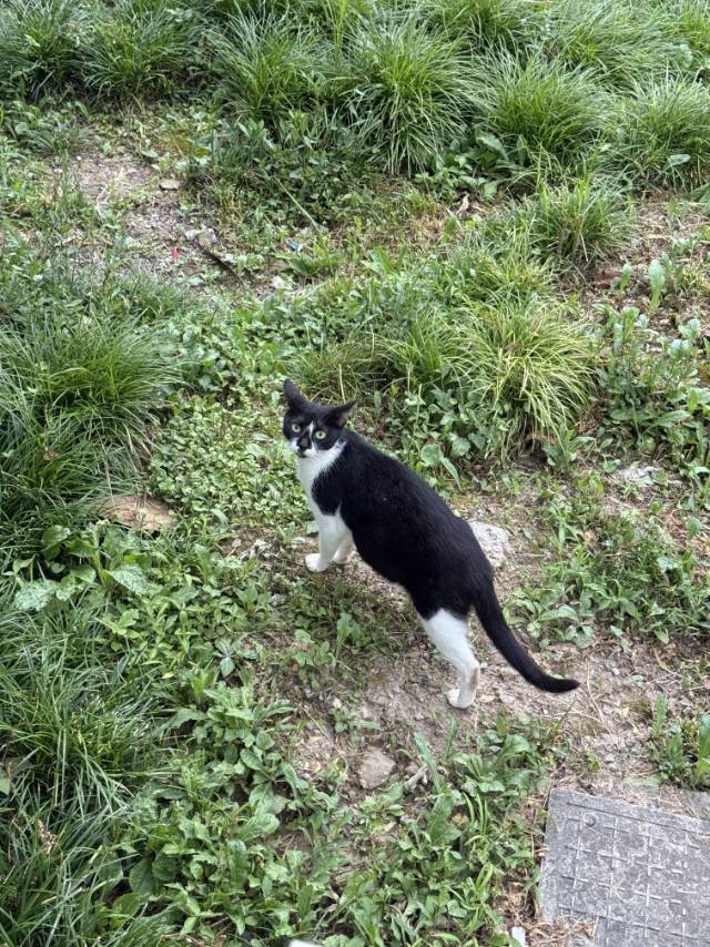 流浪小奶牛找家中_1