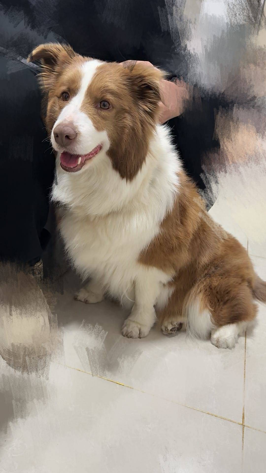 边牧妹妹待领养_3