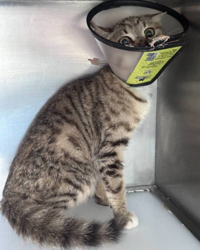 小流浪找家啦_2