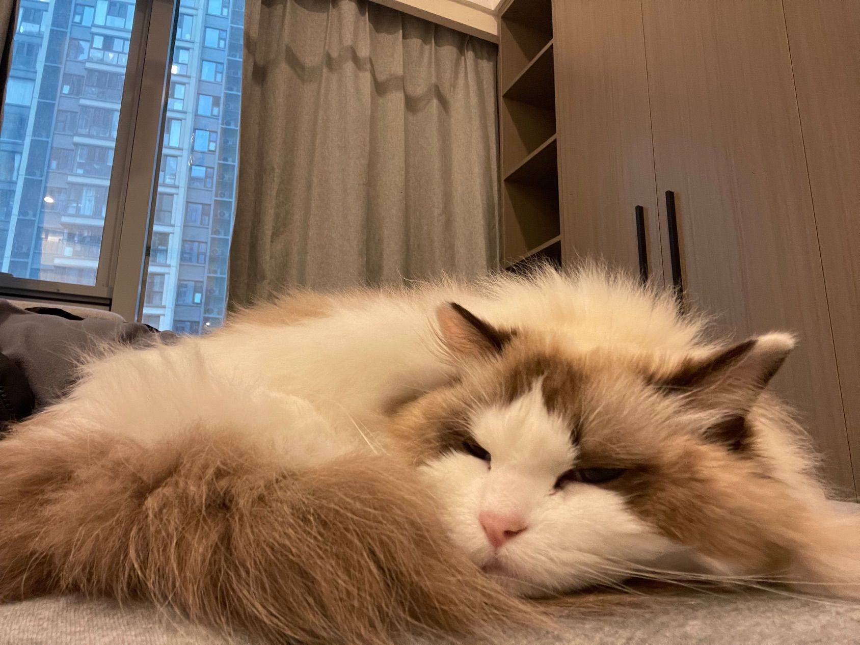 公寓里捡到的小猫猫 猫咪  毛茸茸 _1