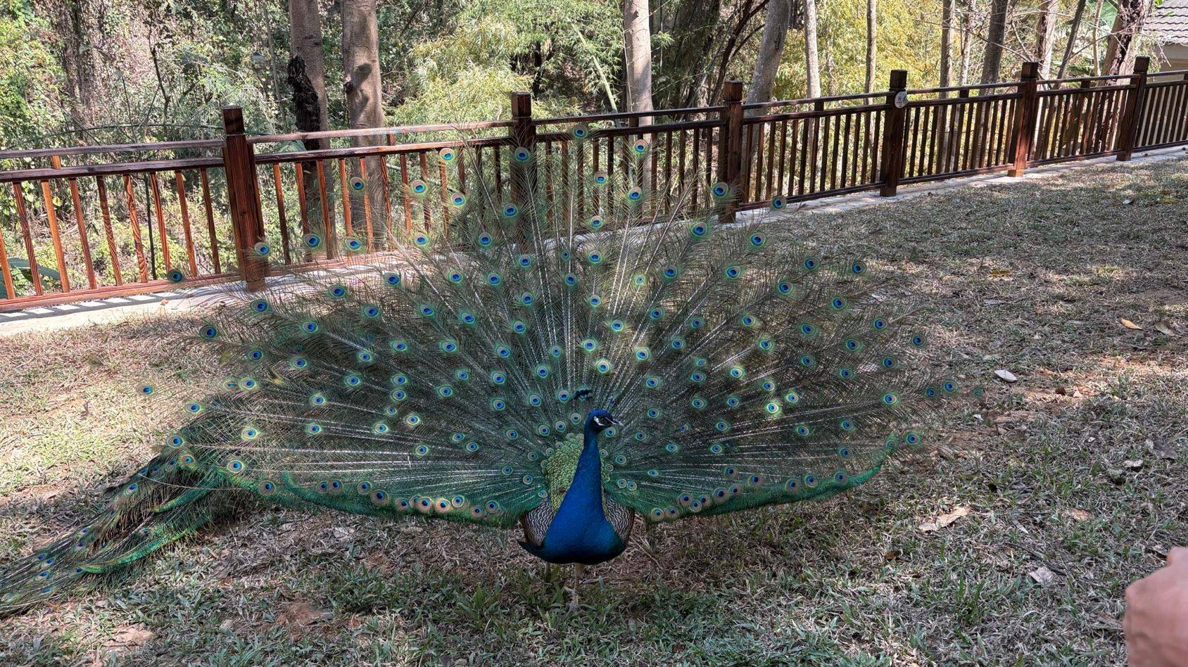 西双版纳的孔雀