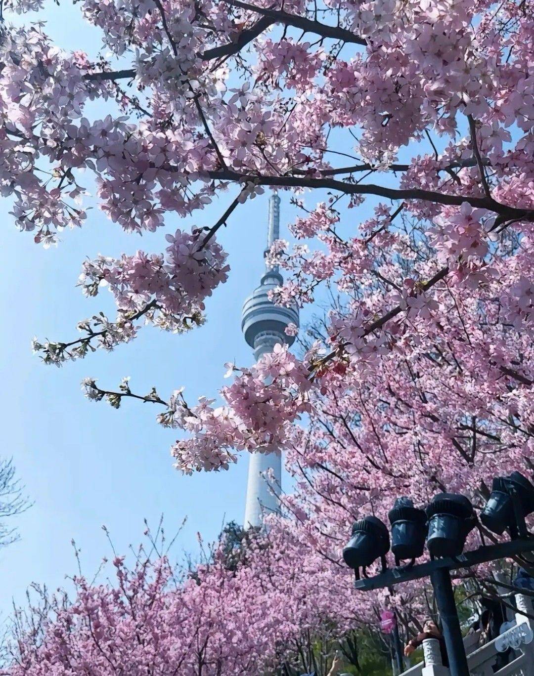 亚洲第一塔，满血回来