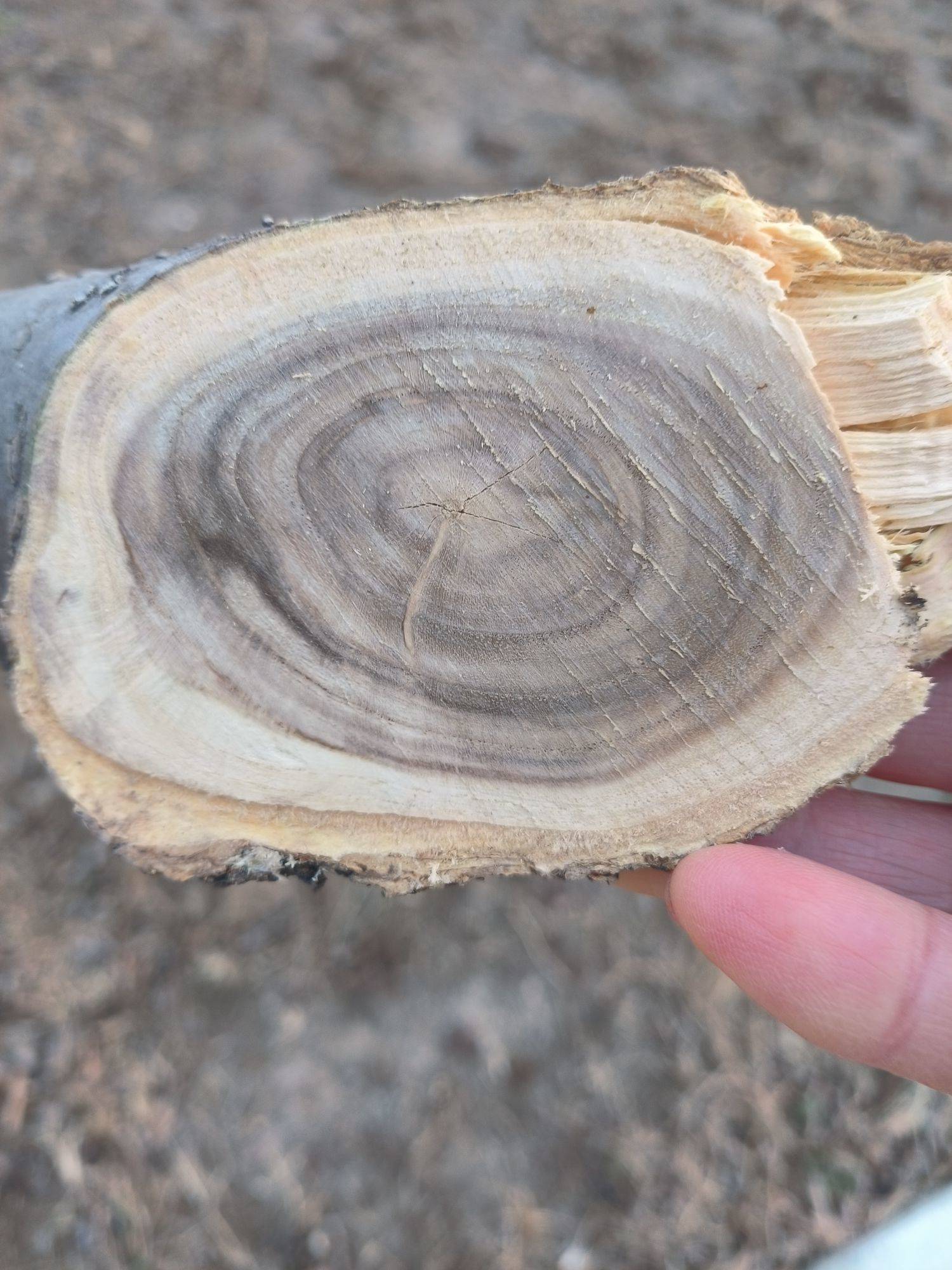 记起小学语文【年轮】