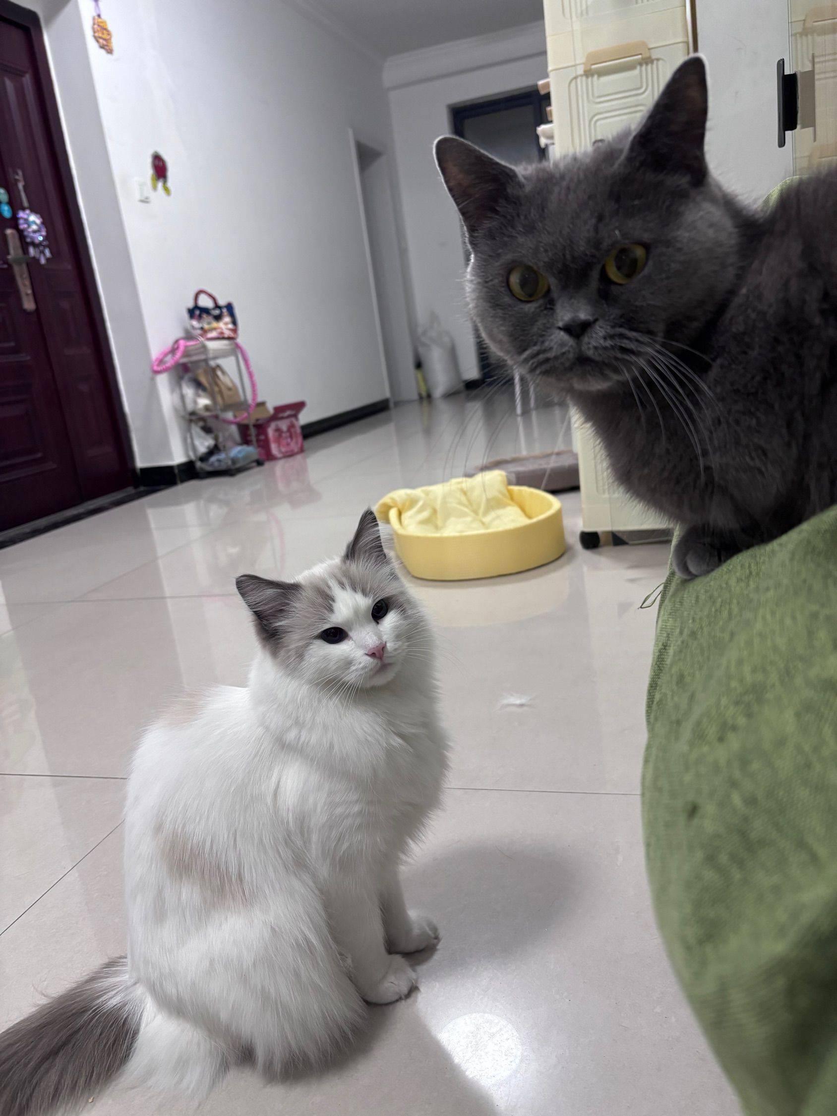 免费领养布偶猫/杭州的滴滴_3