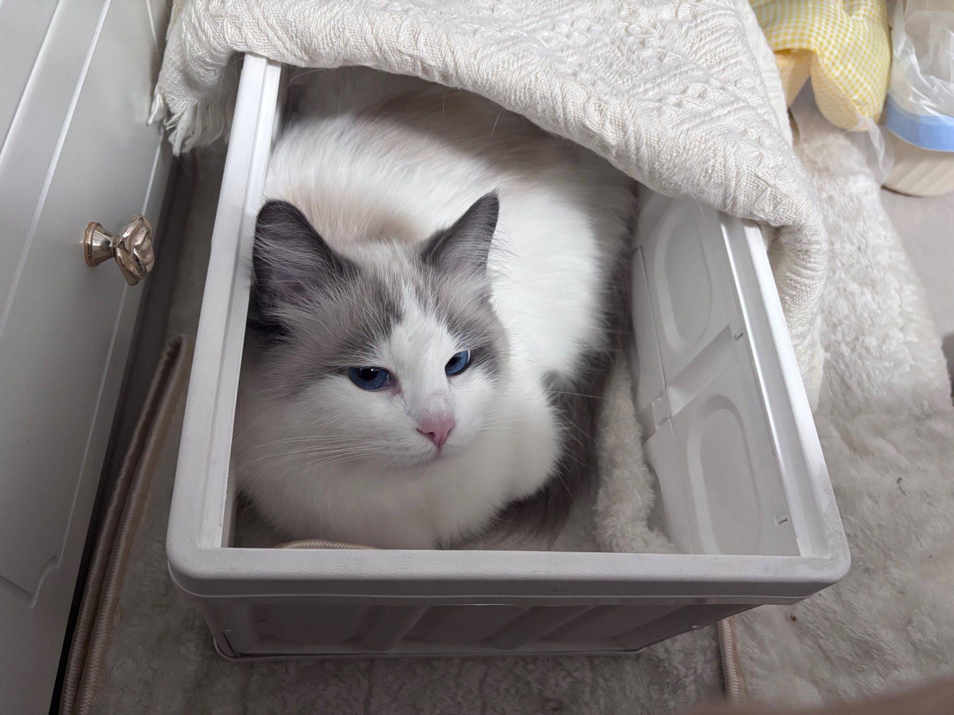 免费领养布偶猫/杭州的滴滴