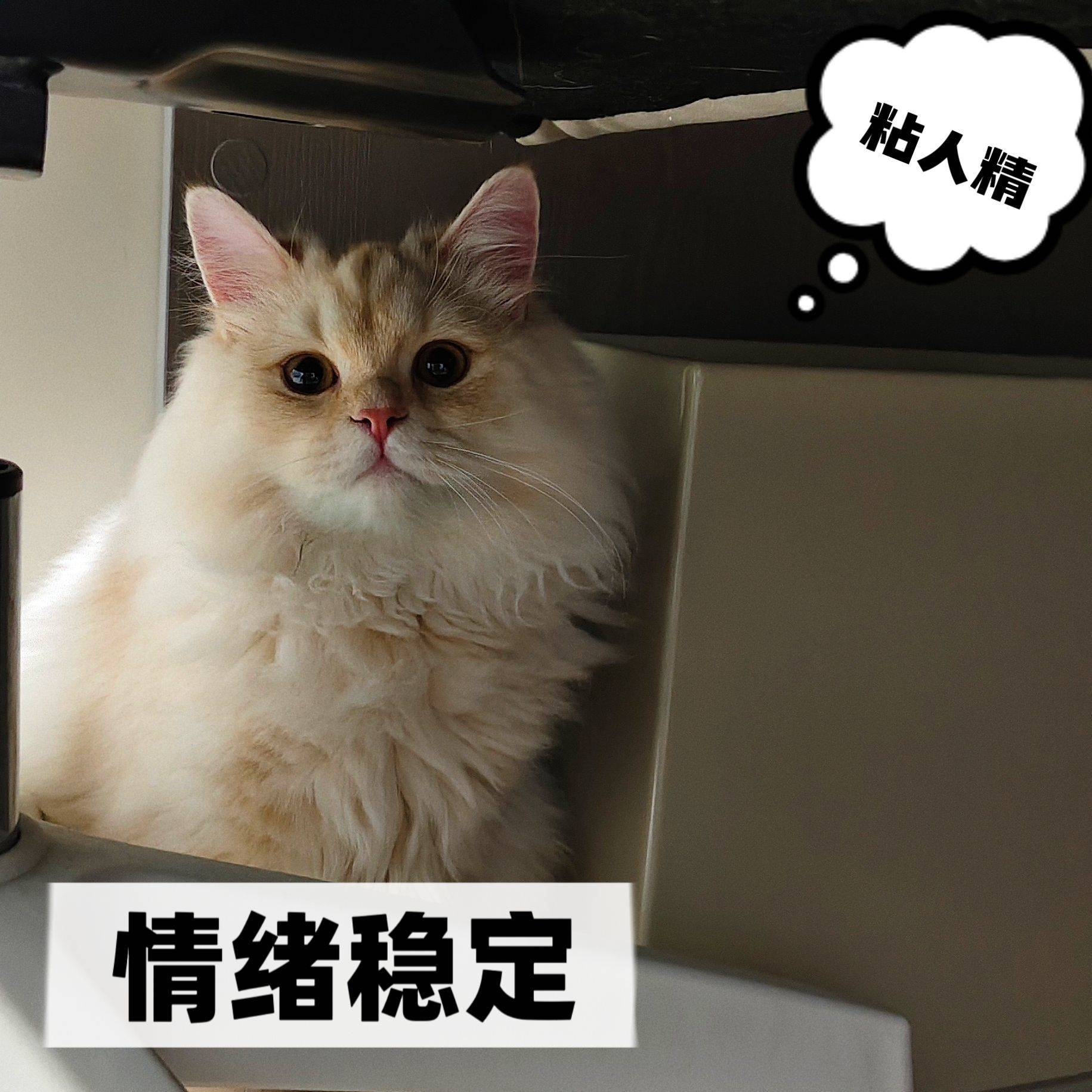 有爱猫的妹妹吗？_3