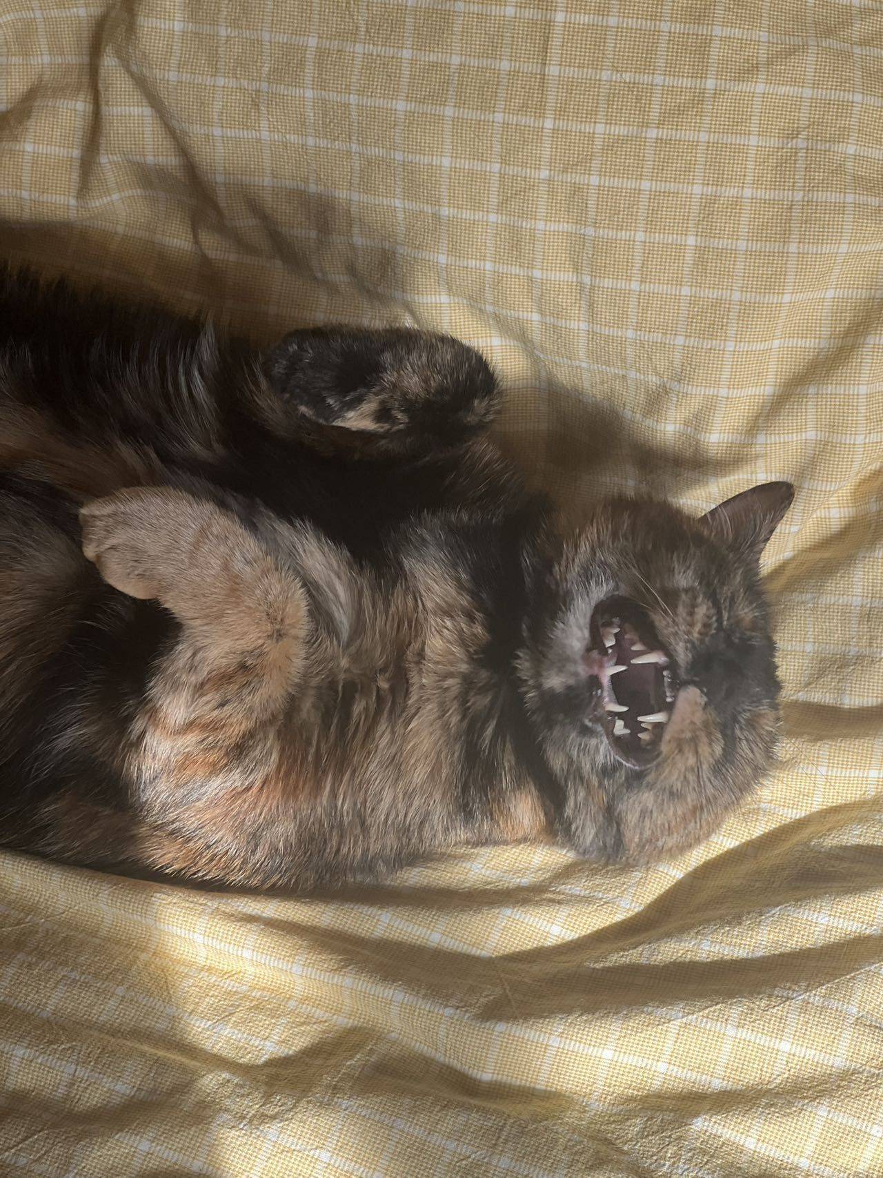 宝宝你是一条赖皮蛇_2