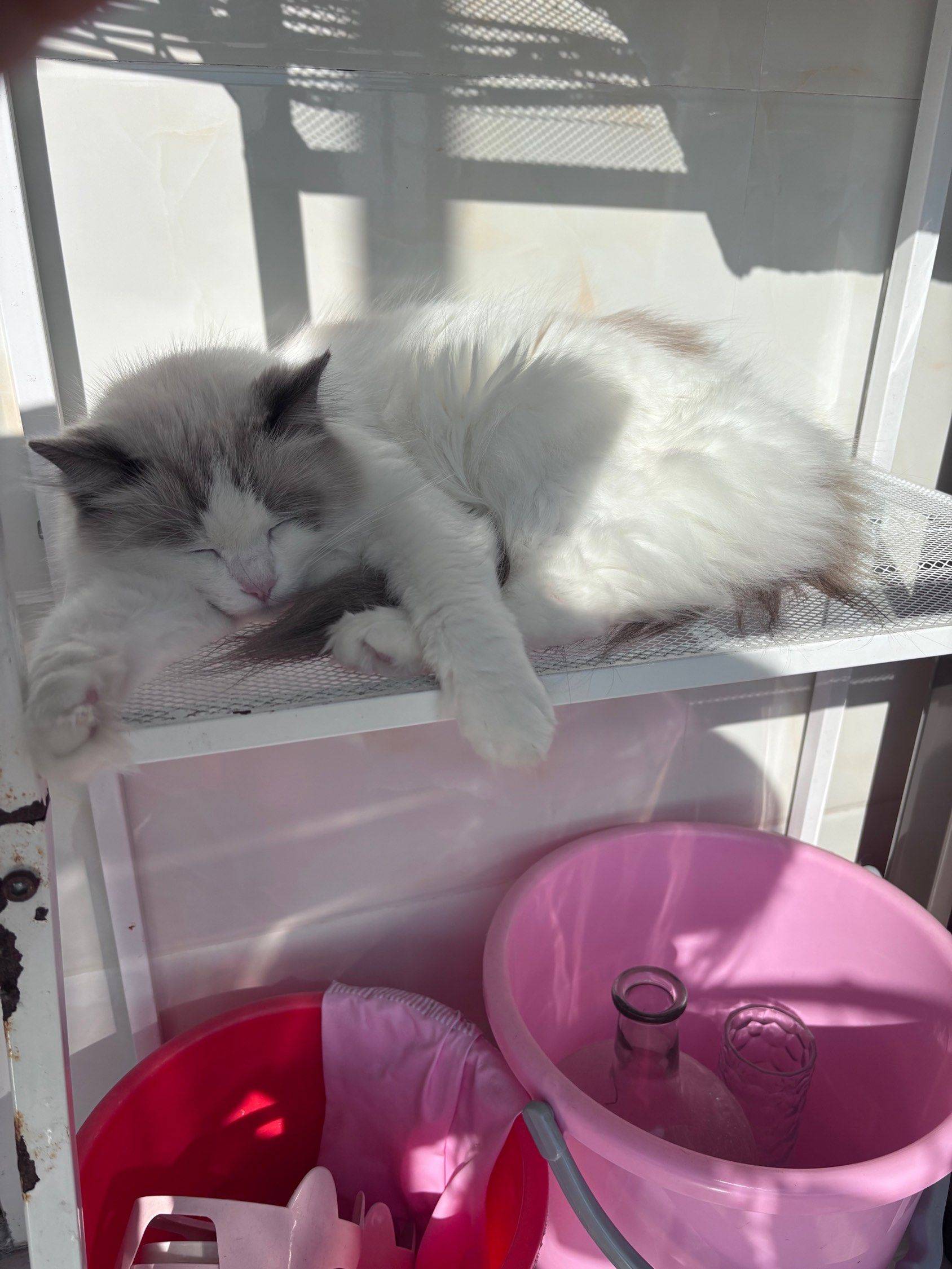 免费领养布偶猫/杭州的滴滴_2