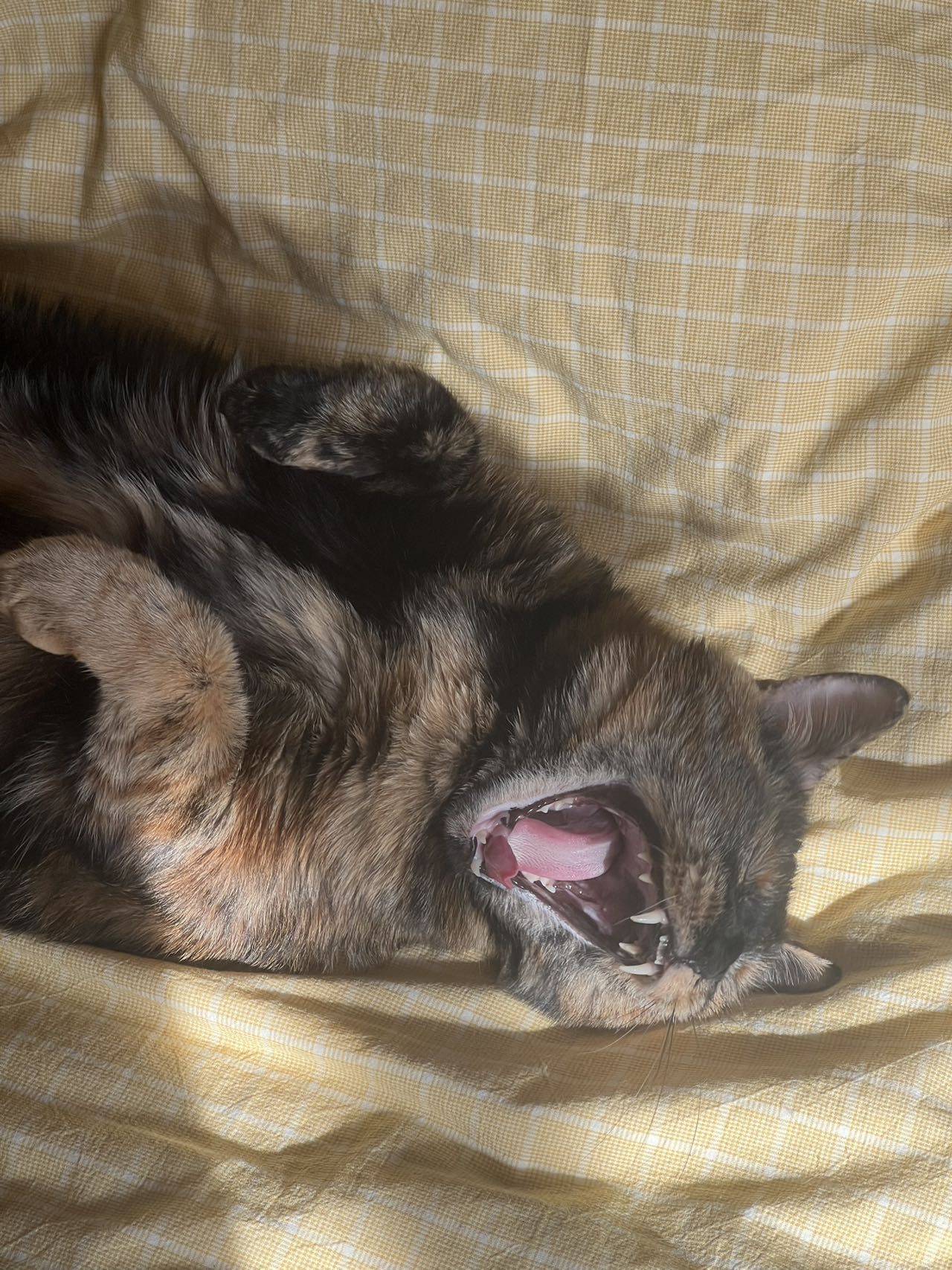 宝宝你是一条赖皮蛇_1