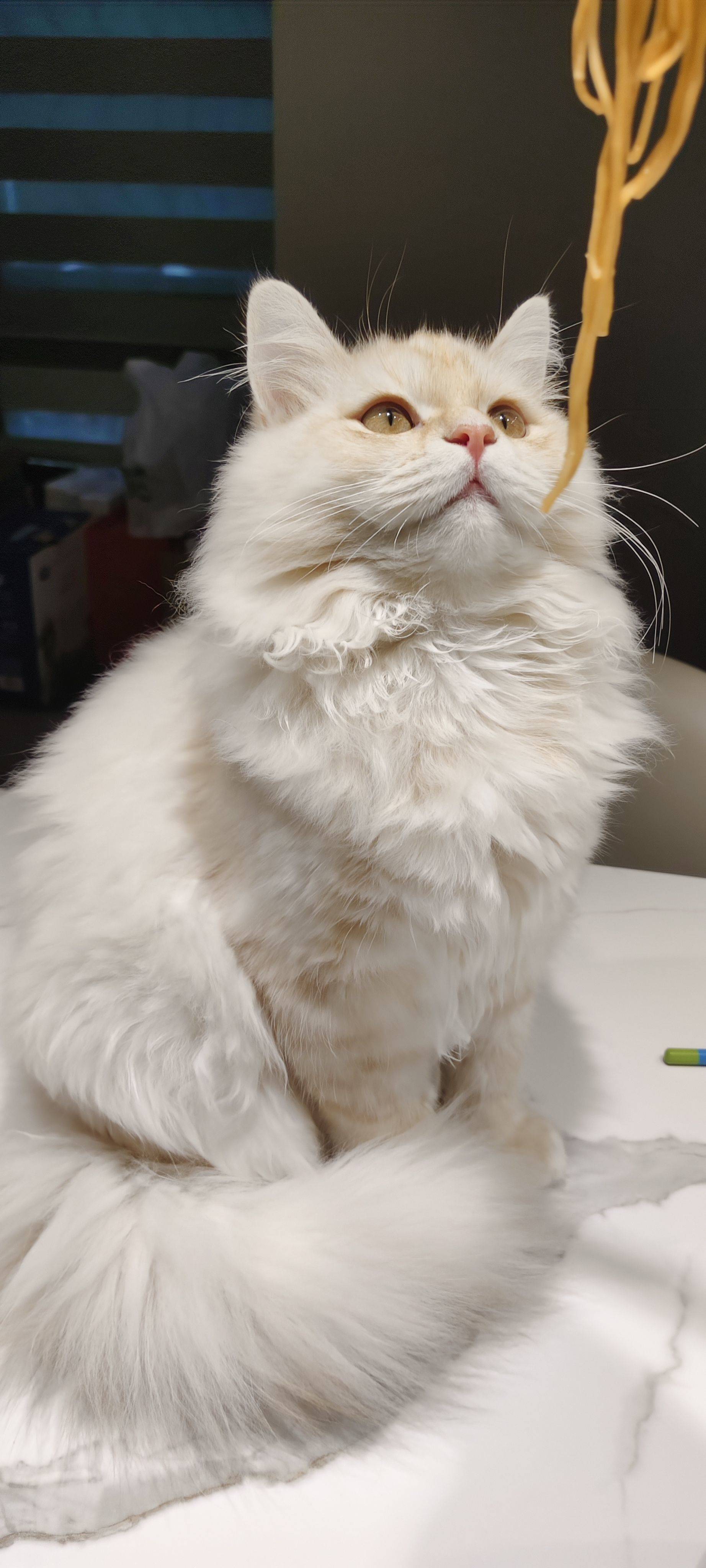 有爱猫的妹妹吗？