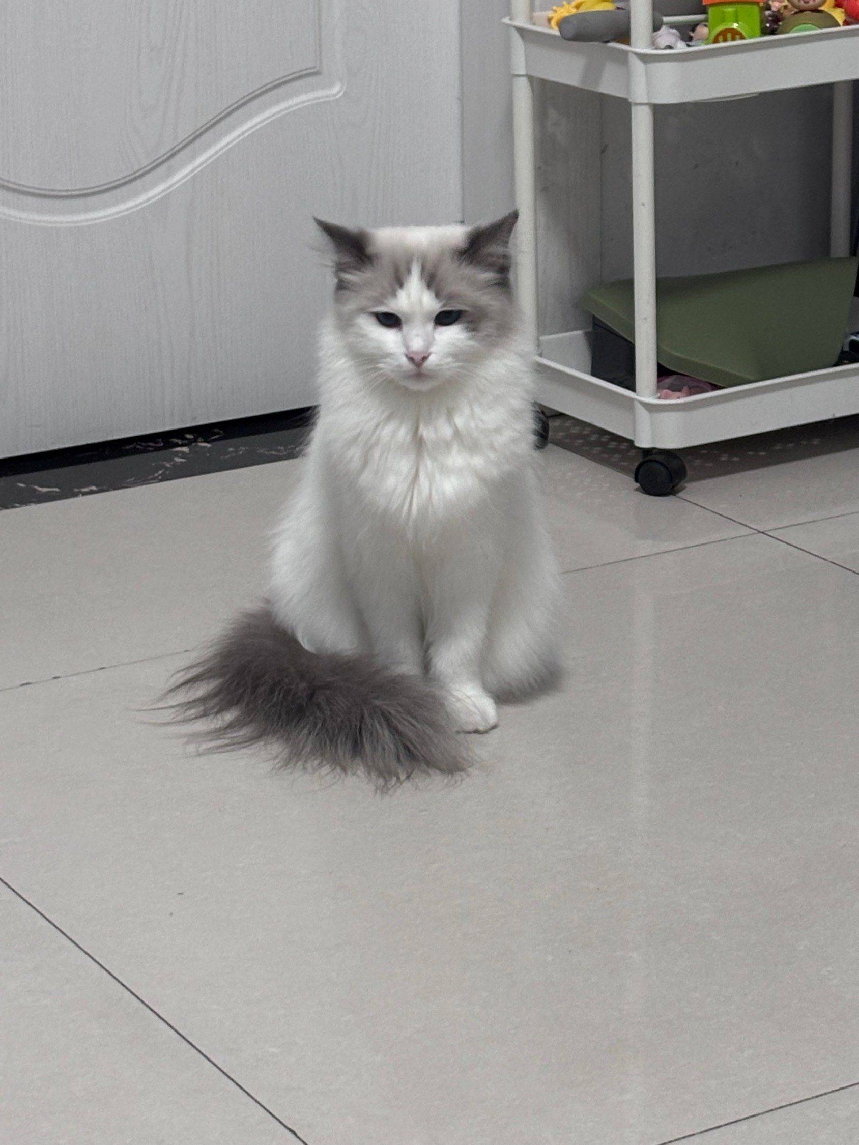 免费领养布偶猫/杭州的滴滴_4