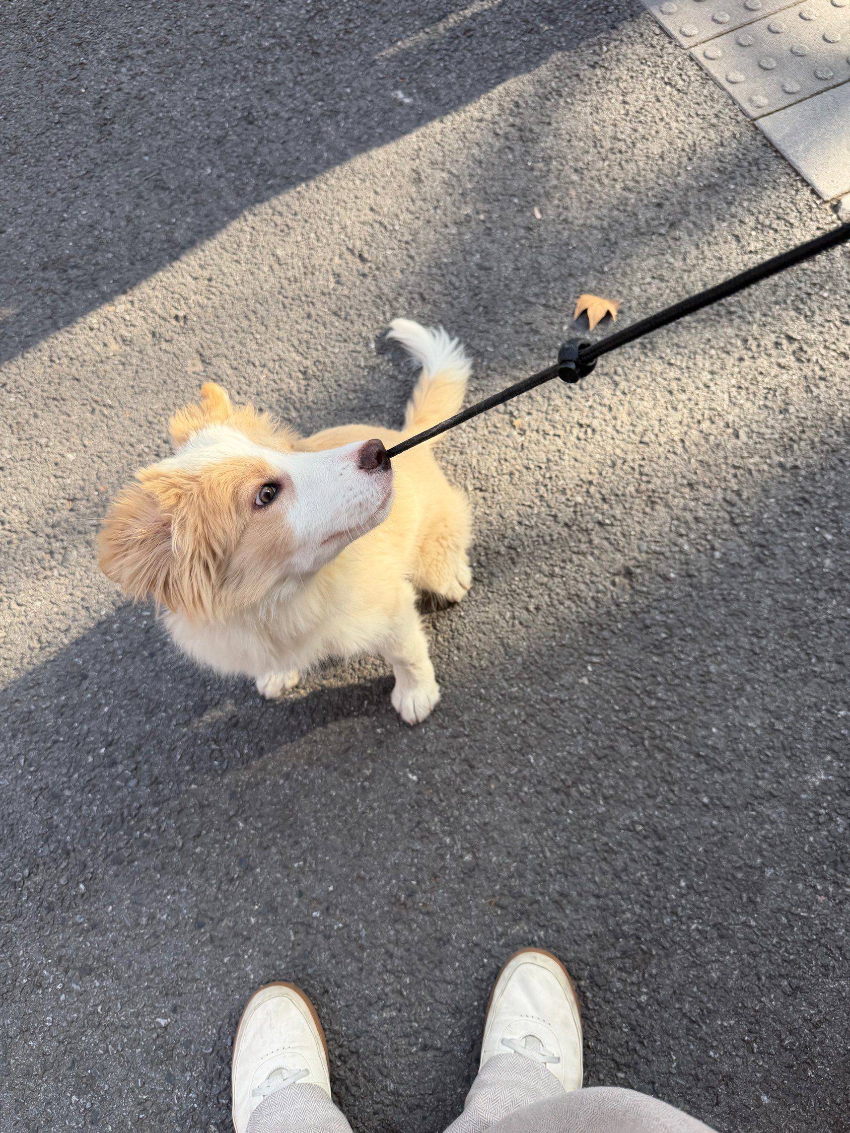 上海徐汇区边牧免费领养_1