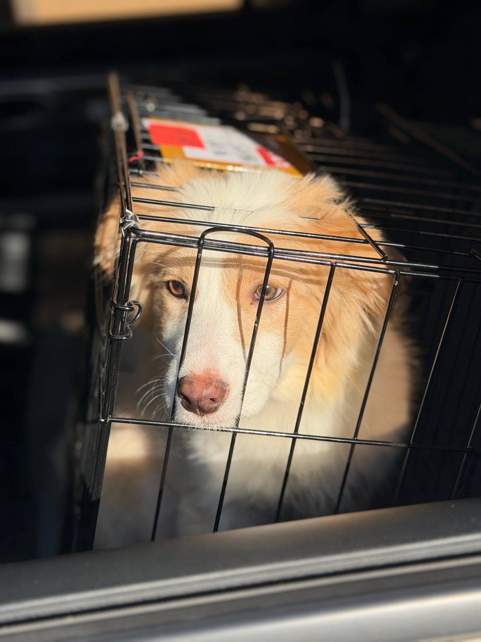 上海徐汇区边牧免费领养_3