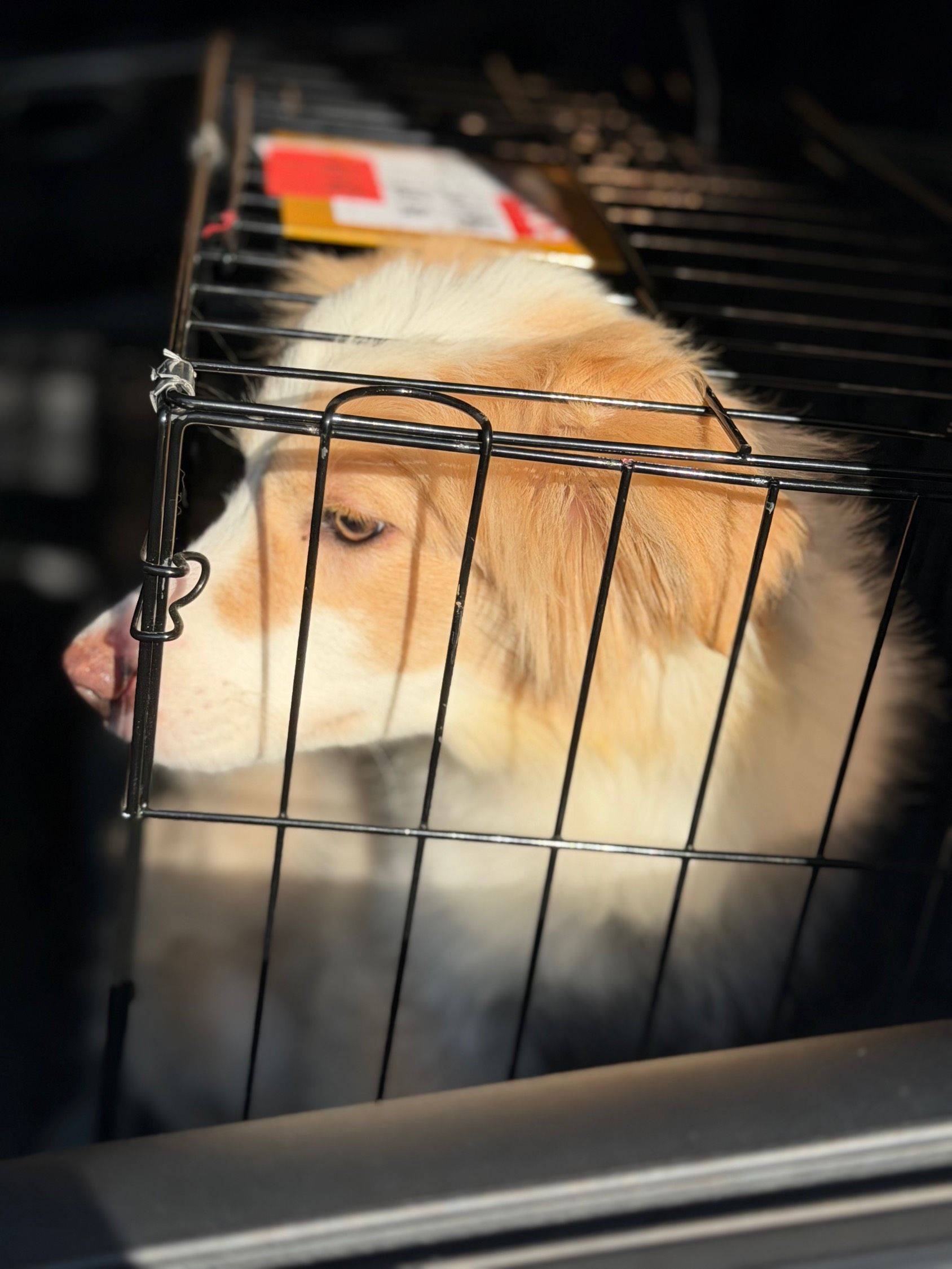 上海徐汇区边牧免费领养_2